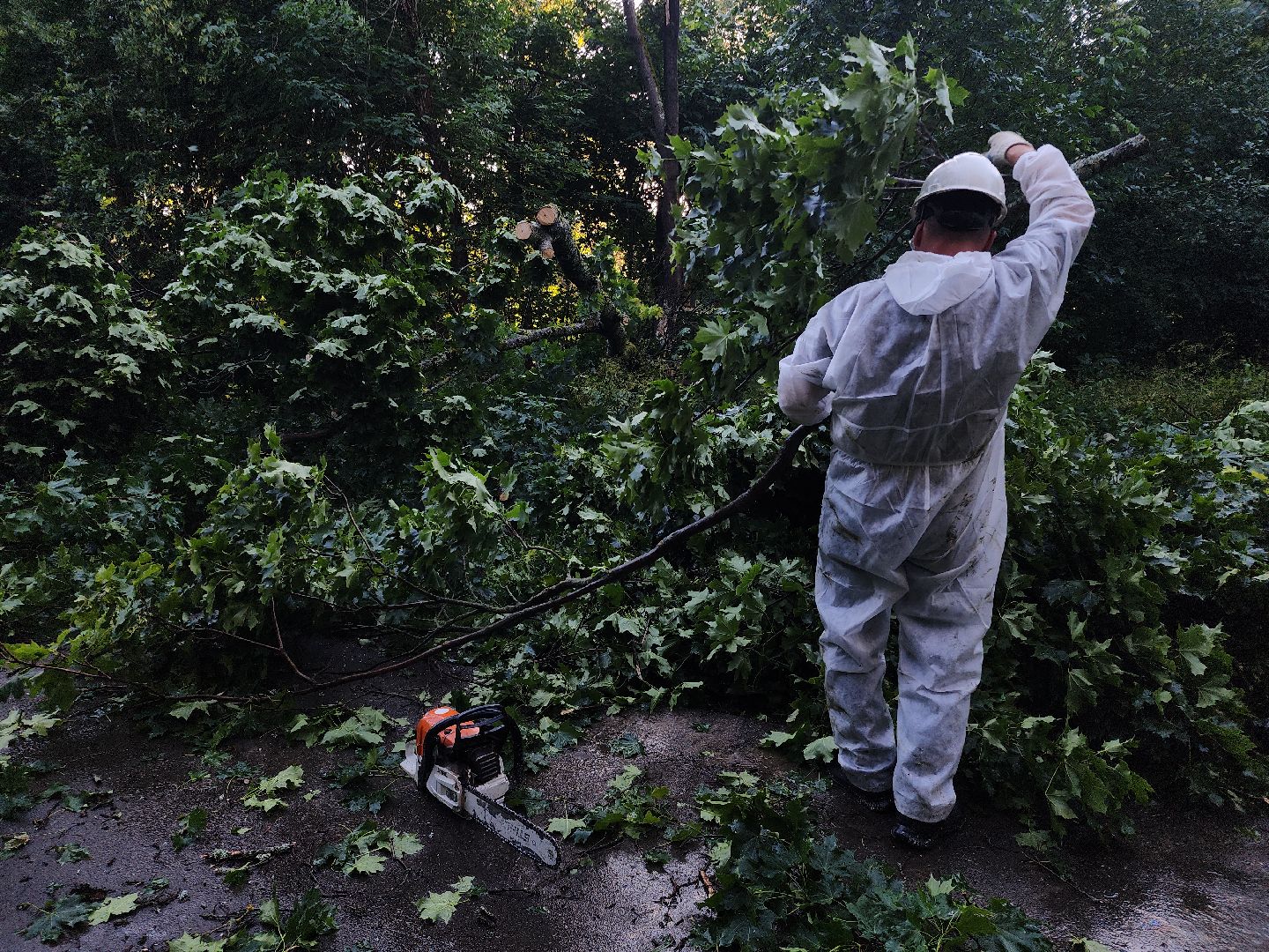 Чп, Жкх, деревья, черноголовка,