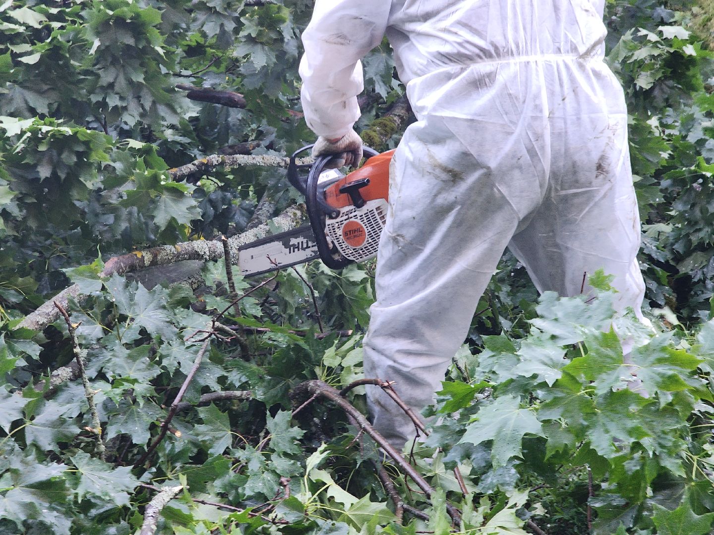 Чп, Жкх, деревья, черноголовка,