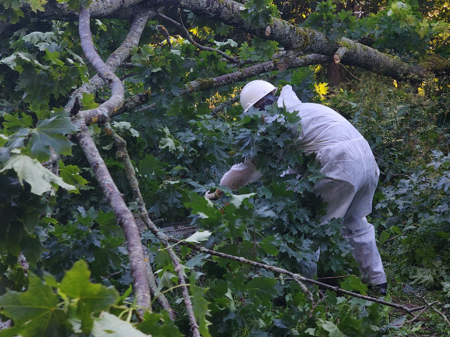 Чп, Жкх, деревья, черноголовка,