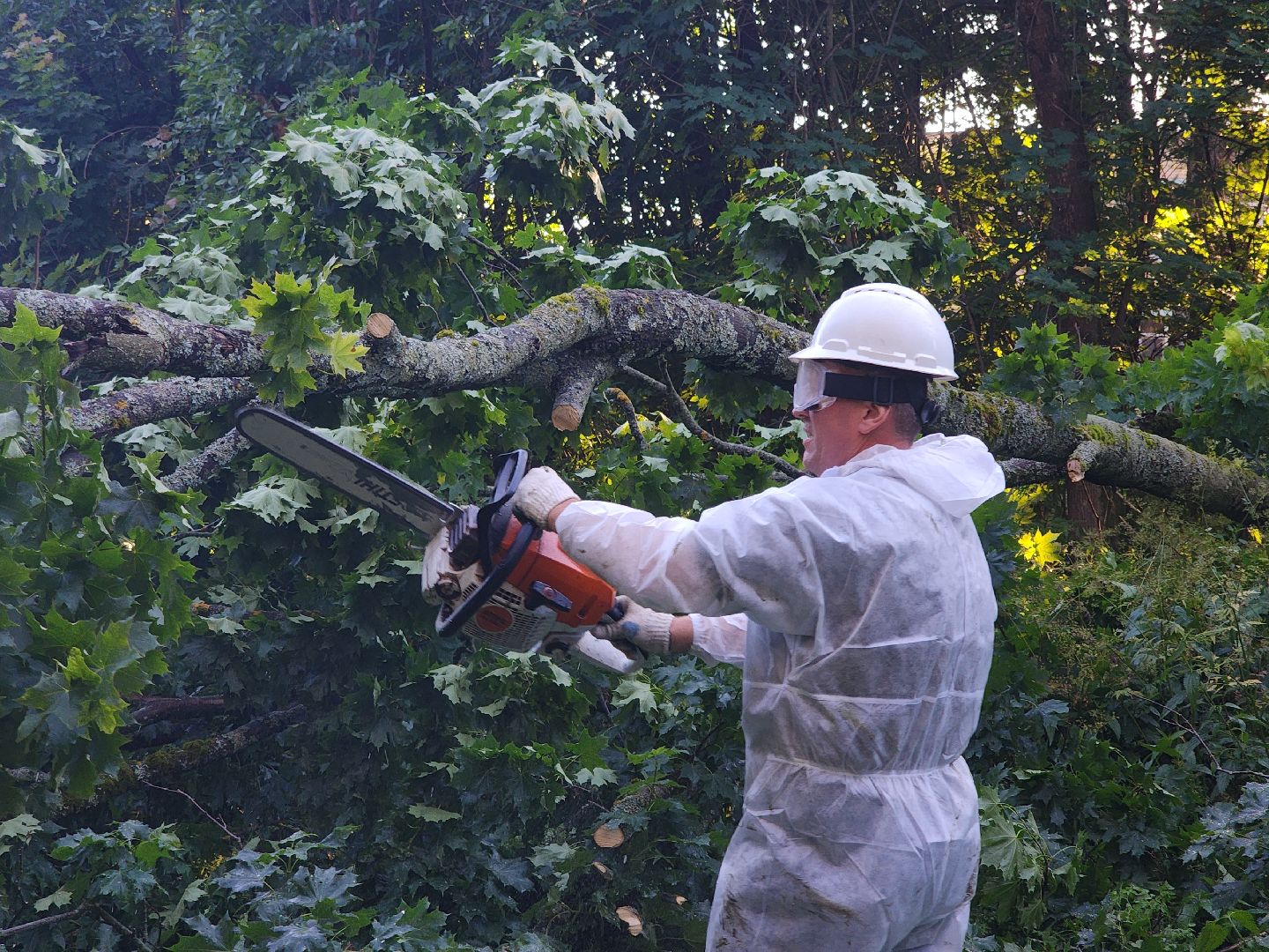 Чп, Жкх, деревья, черноголовка,