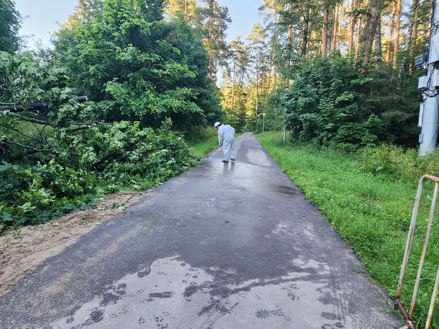Чп, Жкх, деревья, черноголовка,