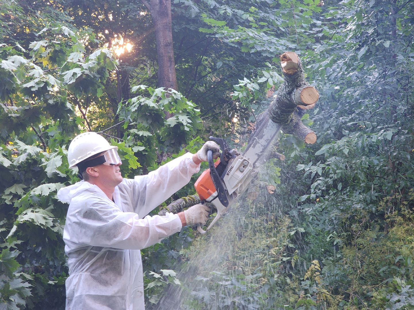 Чп, Жкх, деревья, черноголовка,