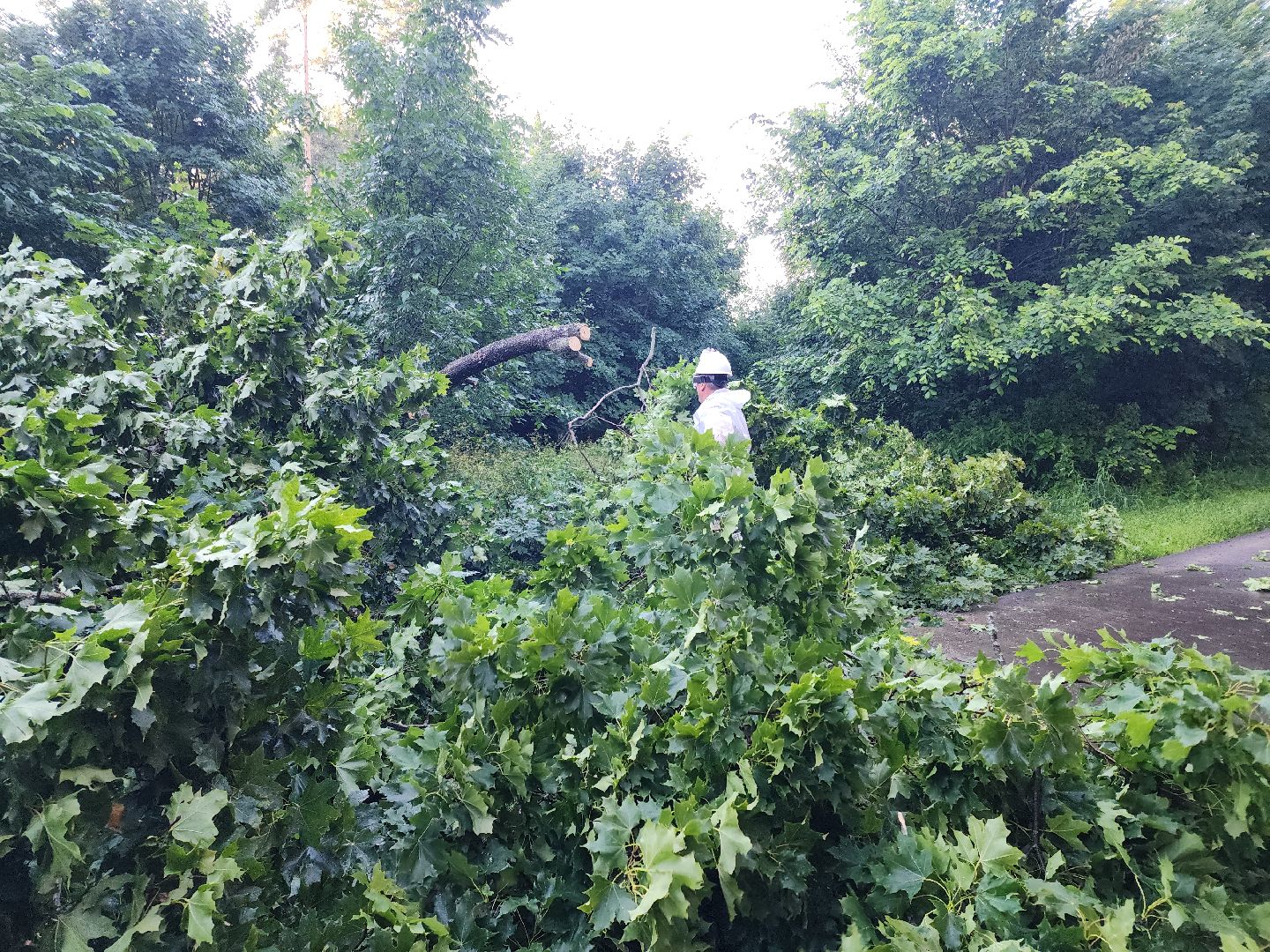 Чп, Жкх, деревья, черноголовка,