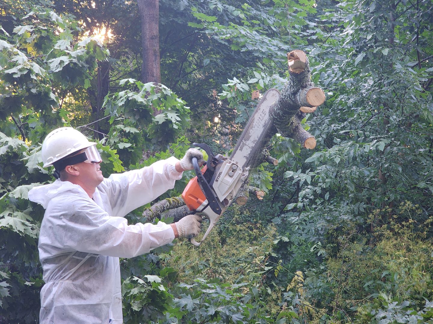 Чп, Жкх, деревья, черноголовка,