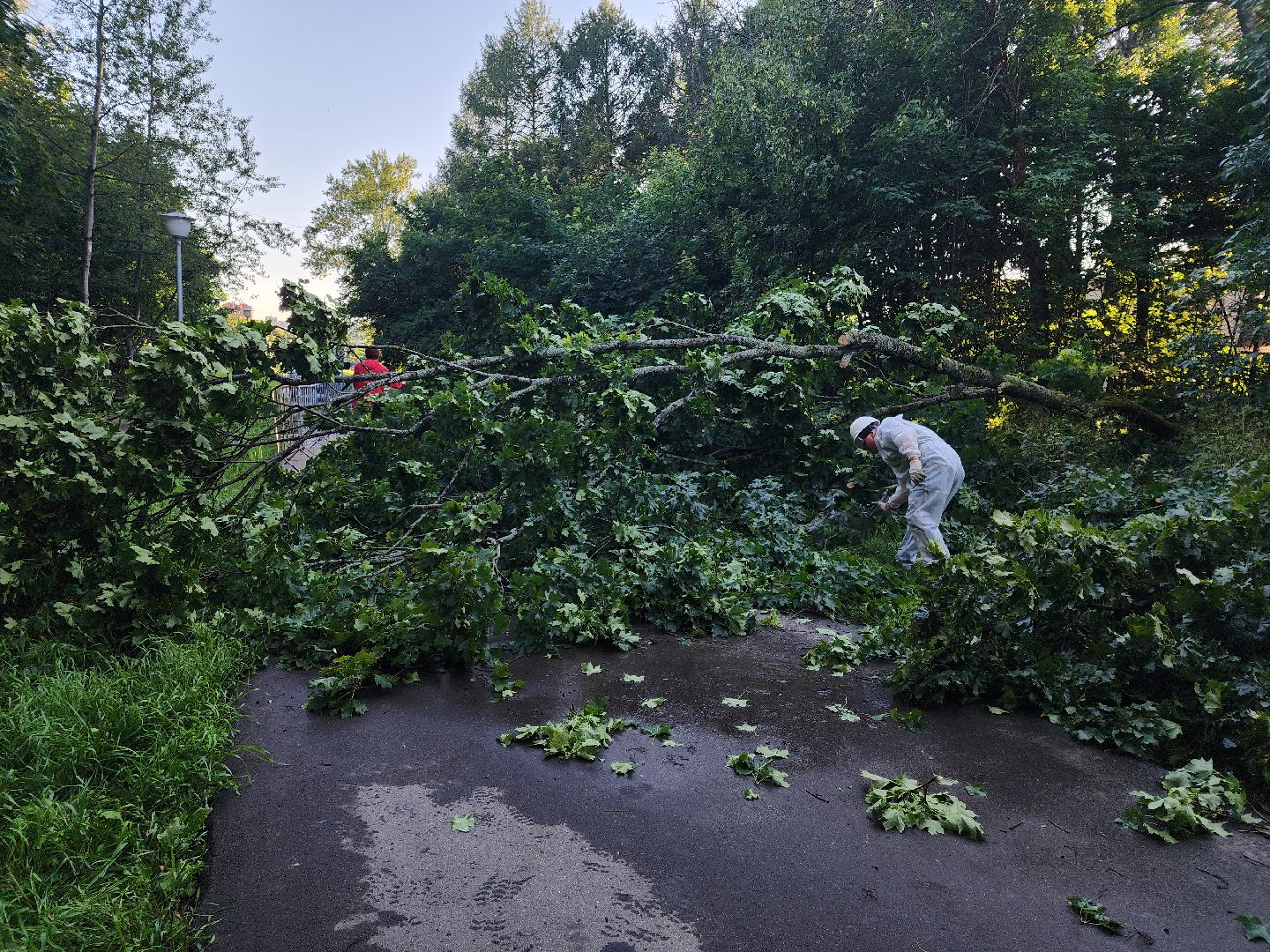 Чп, Жкх, деревья, черноголовка,