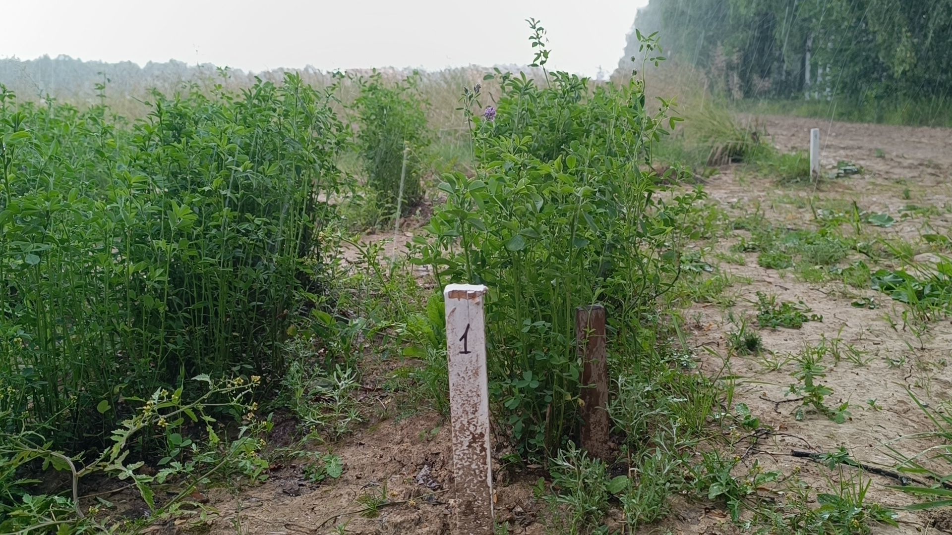 сельское хозяйство, кормопроизводство, ВИК, лобня,