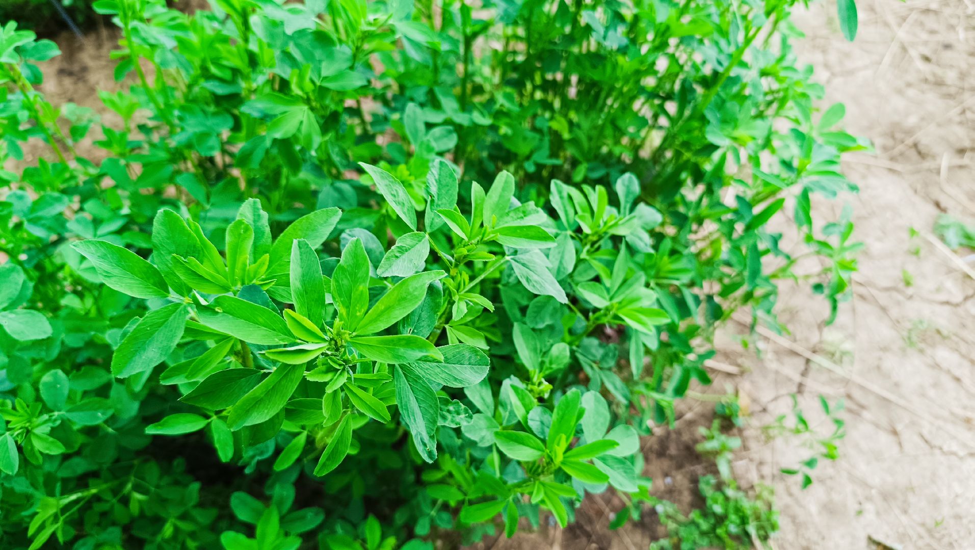 сельское хозяйство, кормопроизводство, ВИК, лобня,