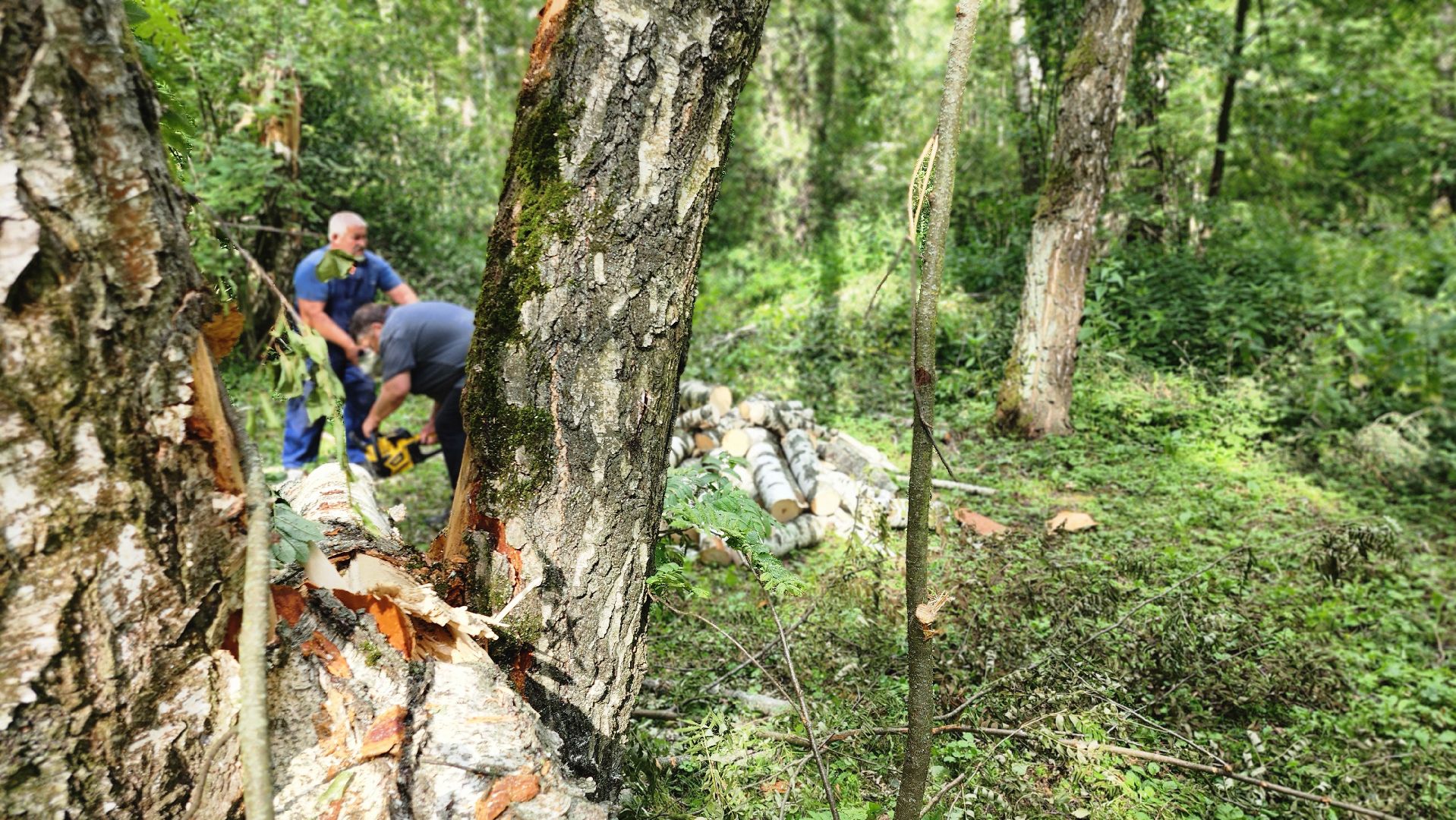 парк Гальчино, выездная администрация, Домодедово,
