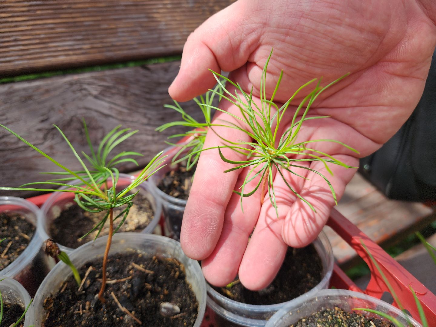 кедры, экология, люди, кедры у дома, красногорск, проект,