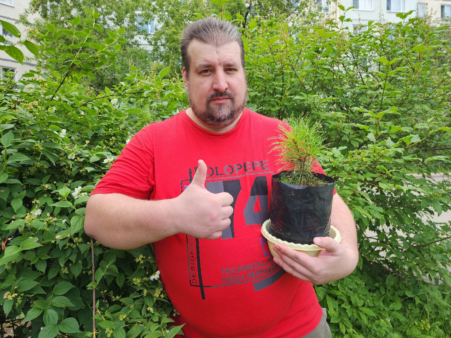 кедры, экология, люди, кедры у дома, красногорск, проект,