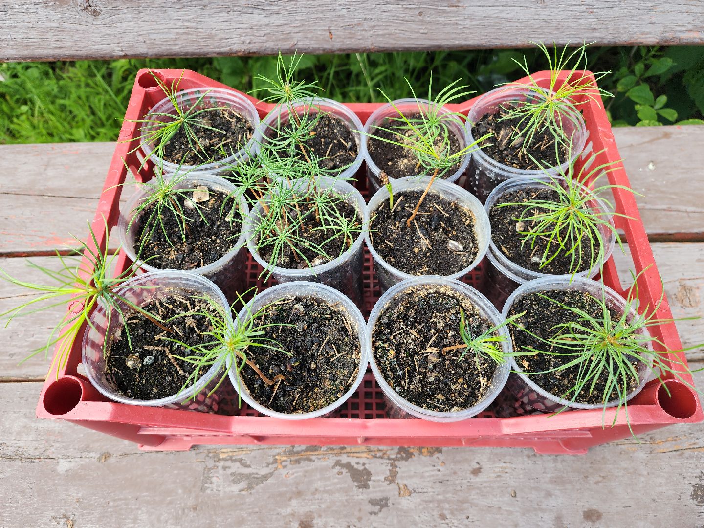 кедры, экология, люди, кедры у дома, красногорск, проект,