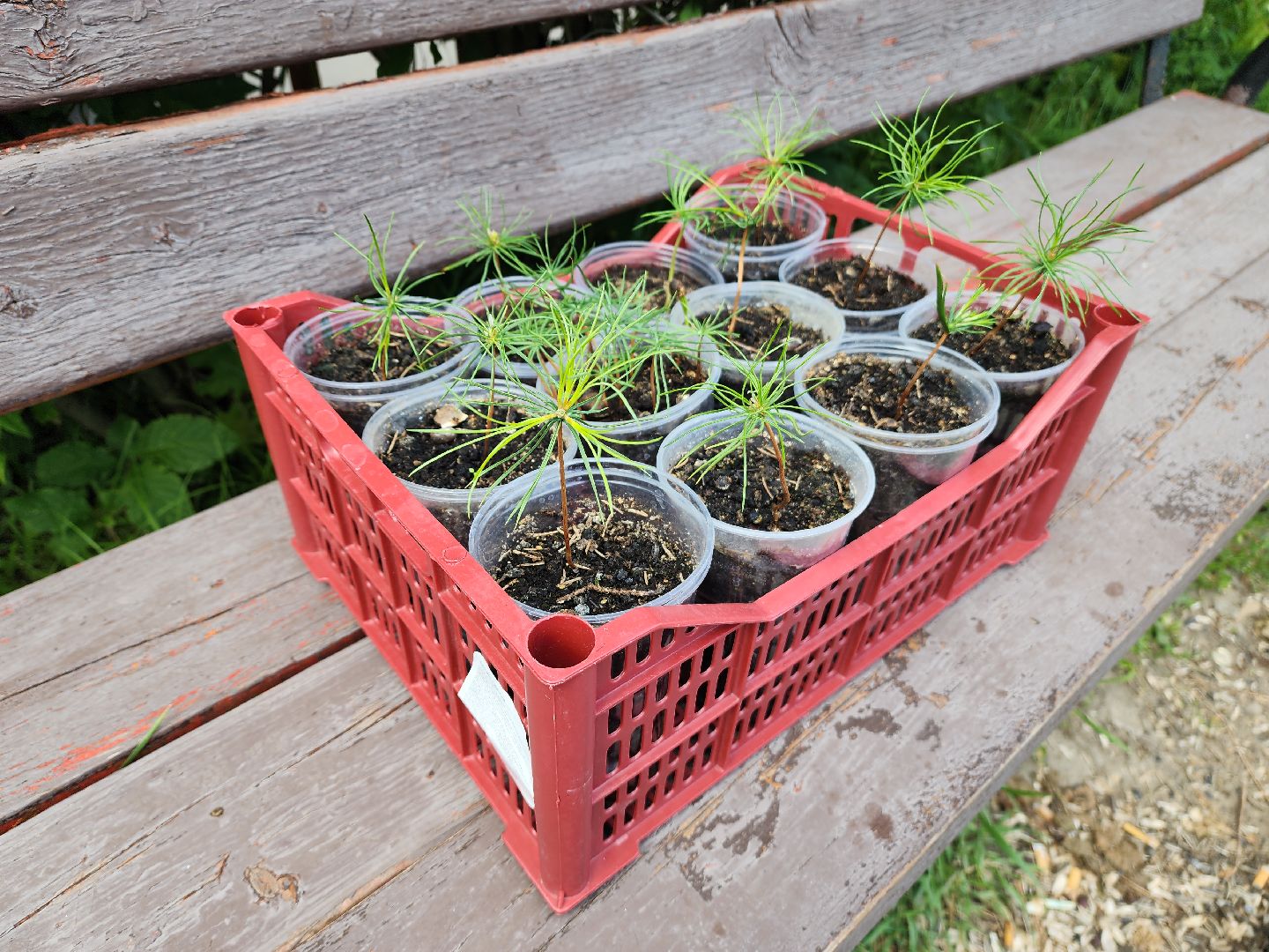 кедры, экология, люди, кедры у дома, красногорск, проект,