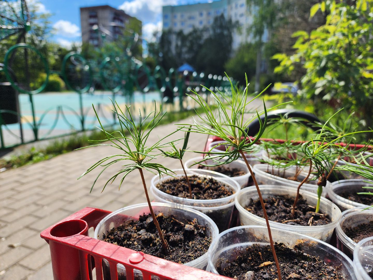 кедры, экология, люди, кедры у дома, красногорск, проект,