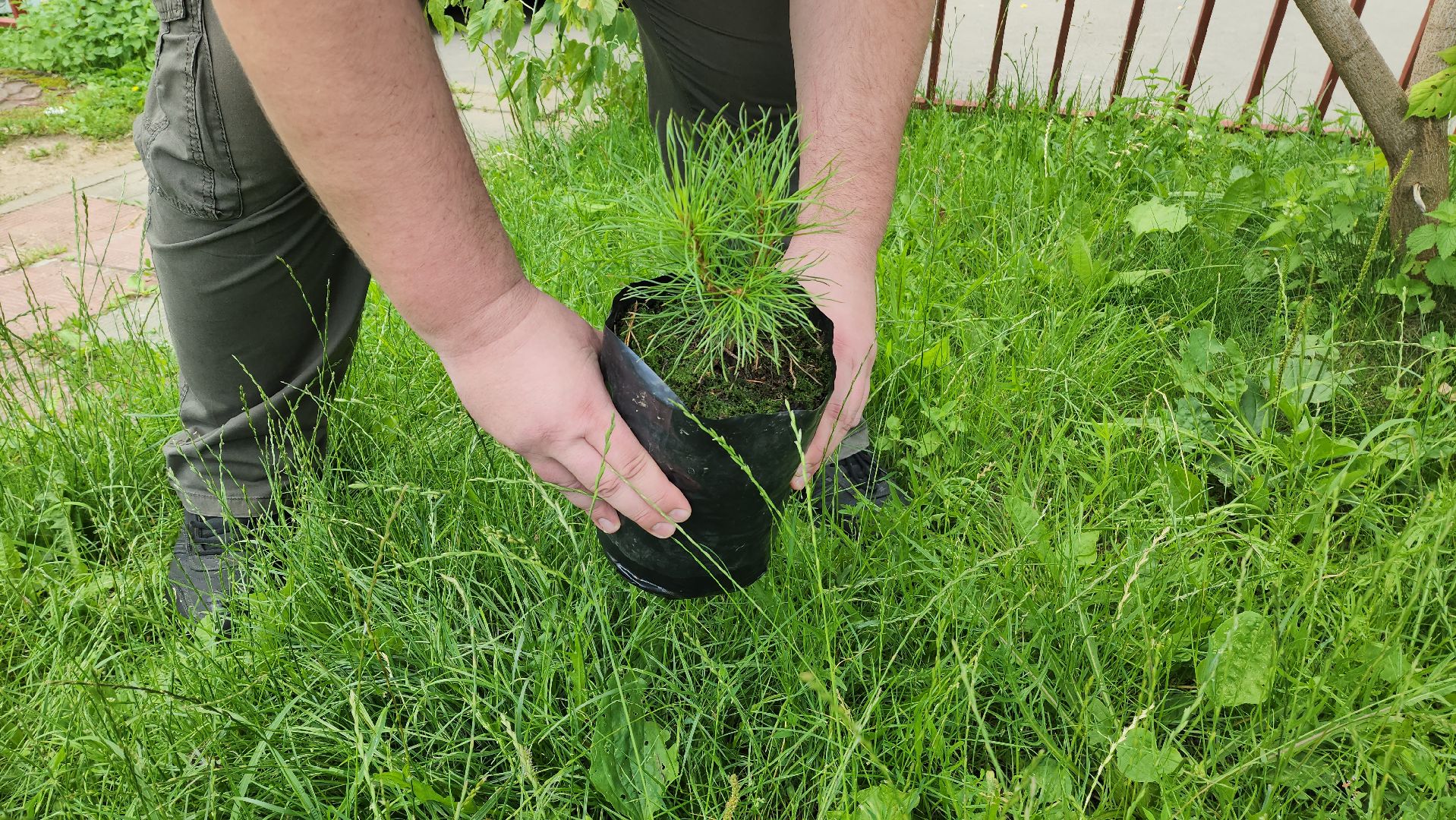 кедры, экология, люди, кедры у дома, красногорск, проект,