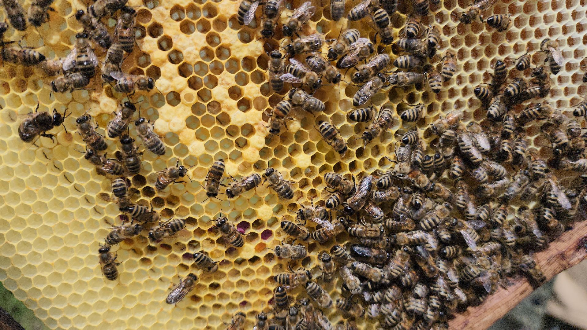 шатура, филисово, экскурсия для школьников, пасека, школьное лесничество,