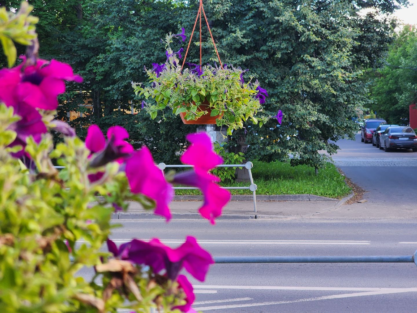 долгопрудный, клумбы, петуньи, Проспект Пацаева, мбу благоустройство,