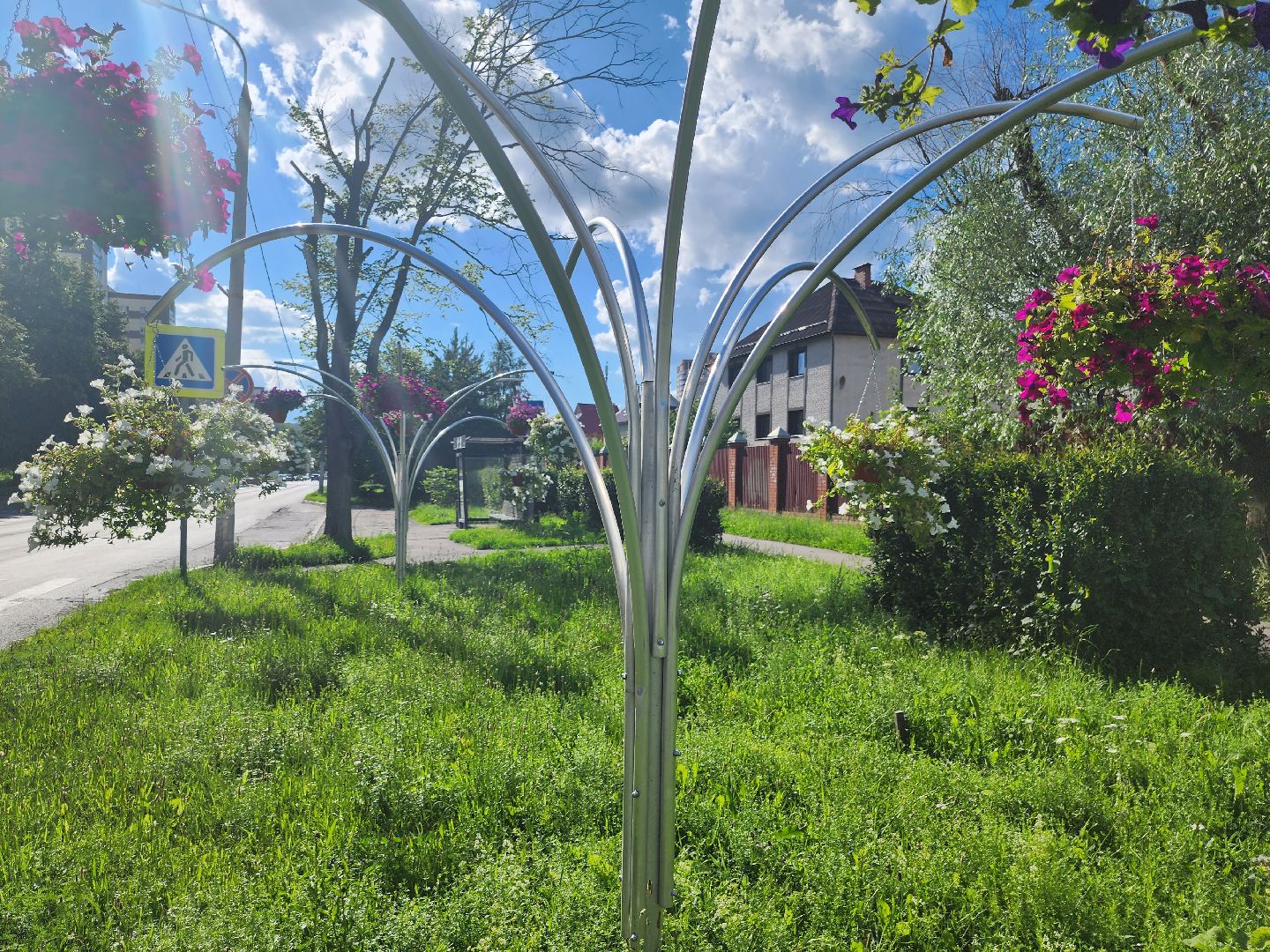 долгопрудный, клумбы, петуньи, Проспект Пацаева, мбу благоустройство,