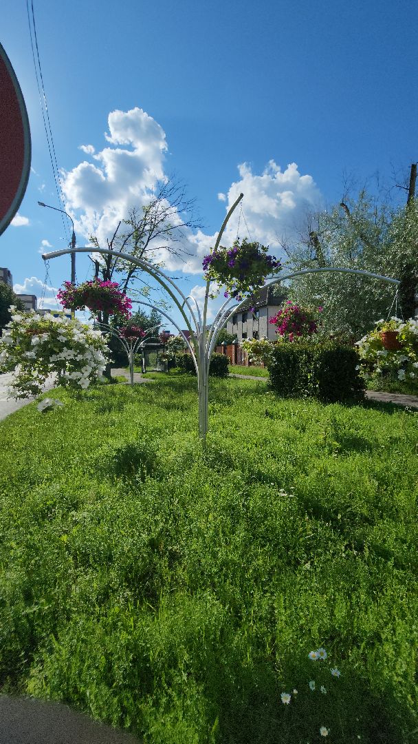 долгопрудный, клумбы, петуньи, Проспект Пацаева, мбу благоустройство,