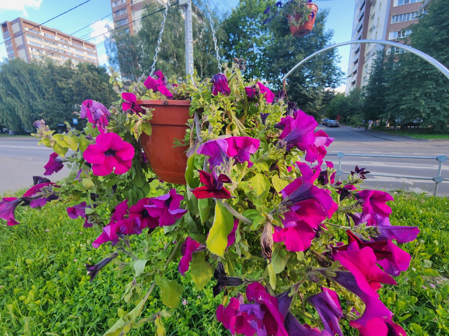 долгопрудный, клумбы, петуньи, Проспект Пацаева, мбу благоустройство,