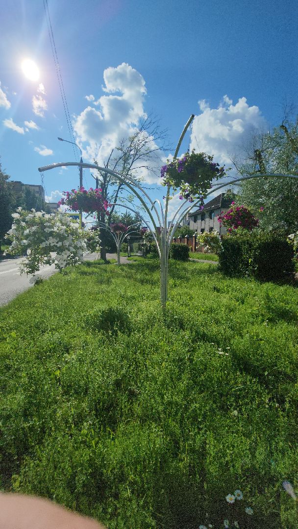 долгопрудный, клумбы, петуньи, Проспект Пацаева, мбу благоустройство,