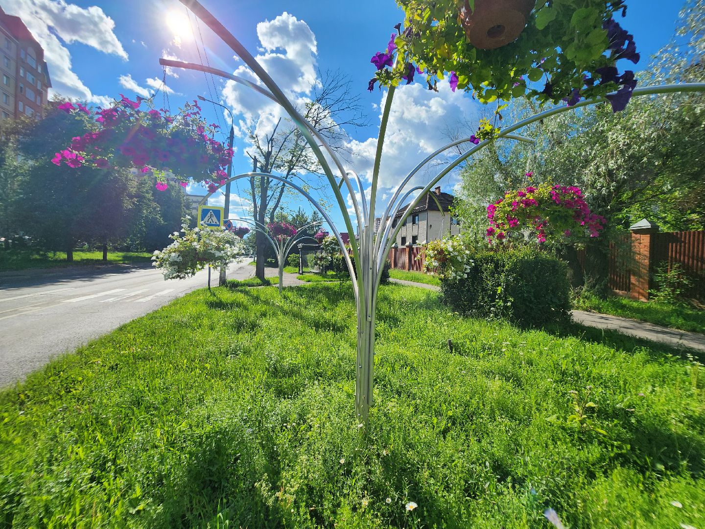 долгопрудный, клумбы, петуньи, Проспект Пацаева, мбу благоустройство,