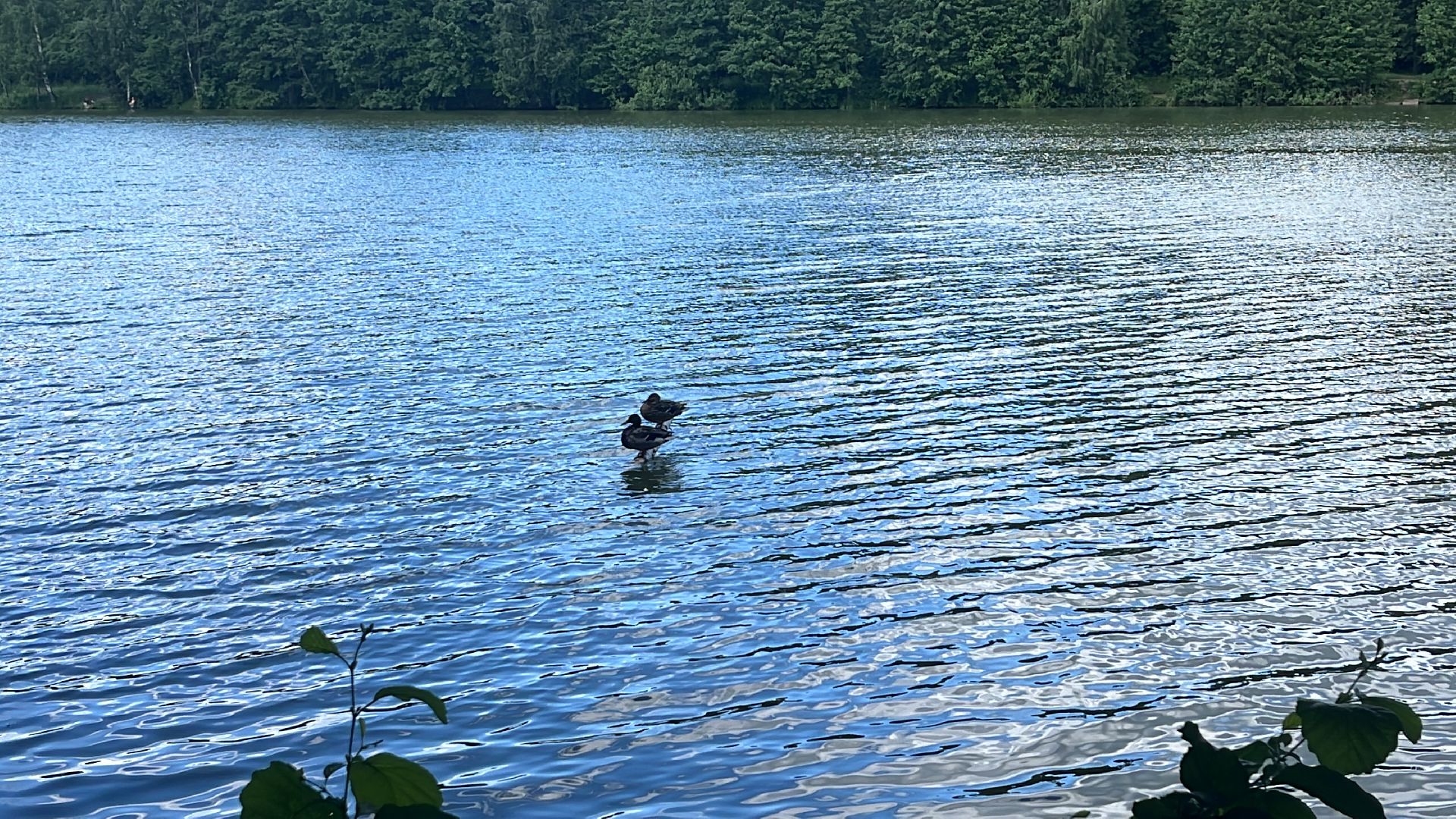благоустройство, пруд, гагарин, лес, парк, лесопарк,