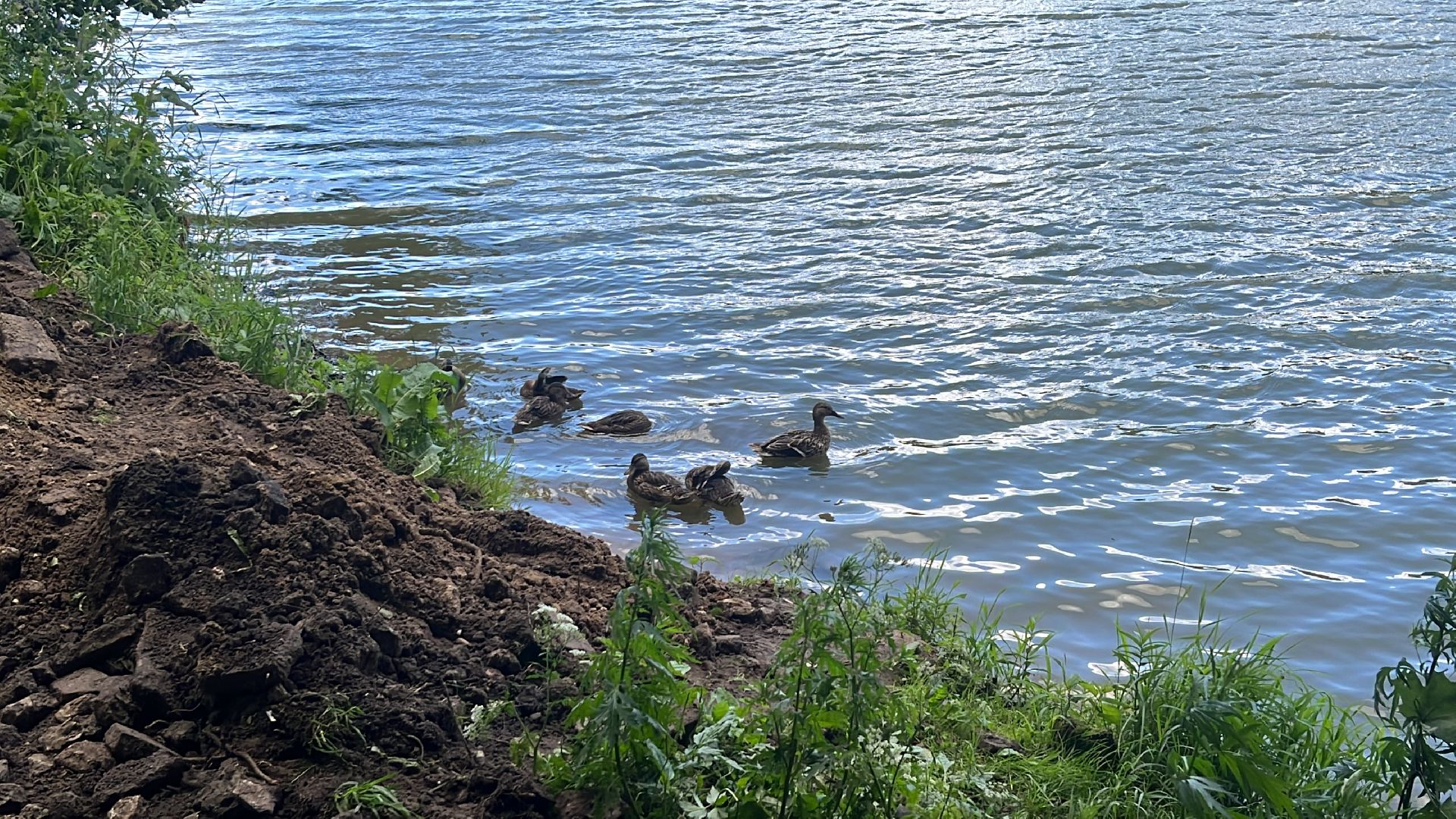 благоустройство, пруд, гагарин, лес, парк, лесопарк,