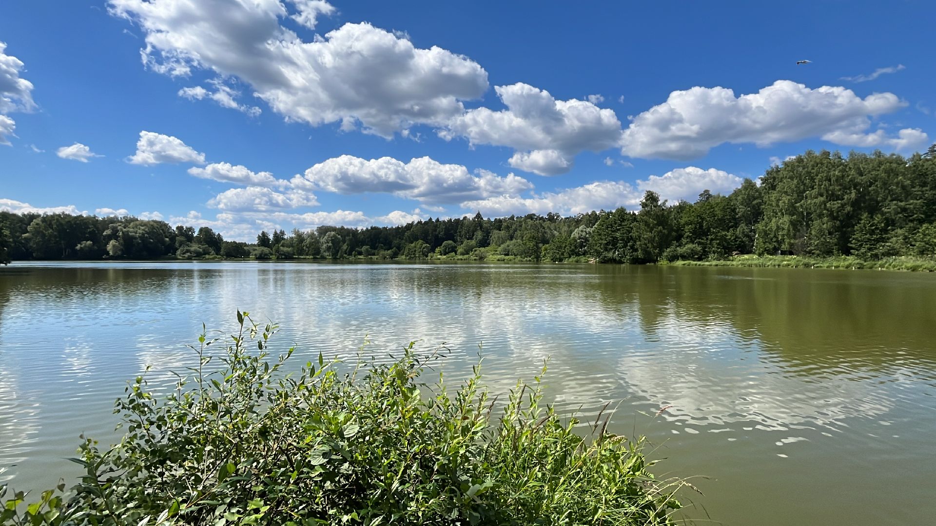 благоустройство, пруд, гагарин, лес, парк, лесопарк,