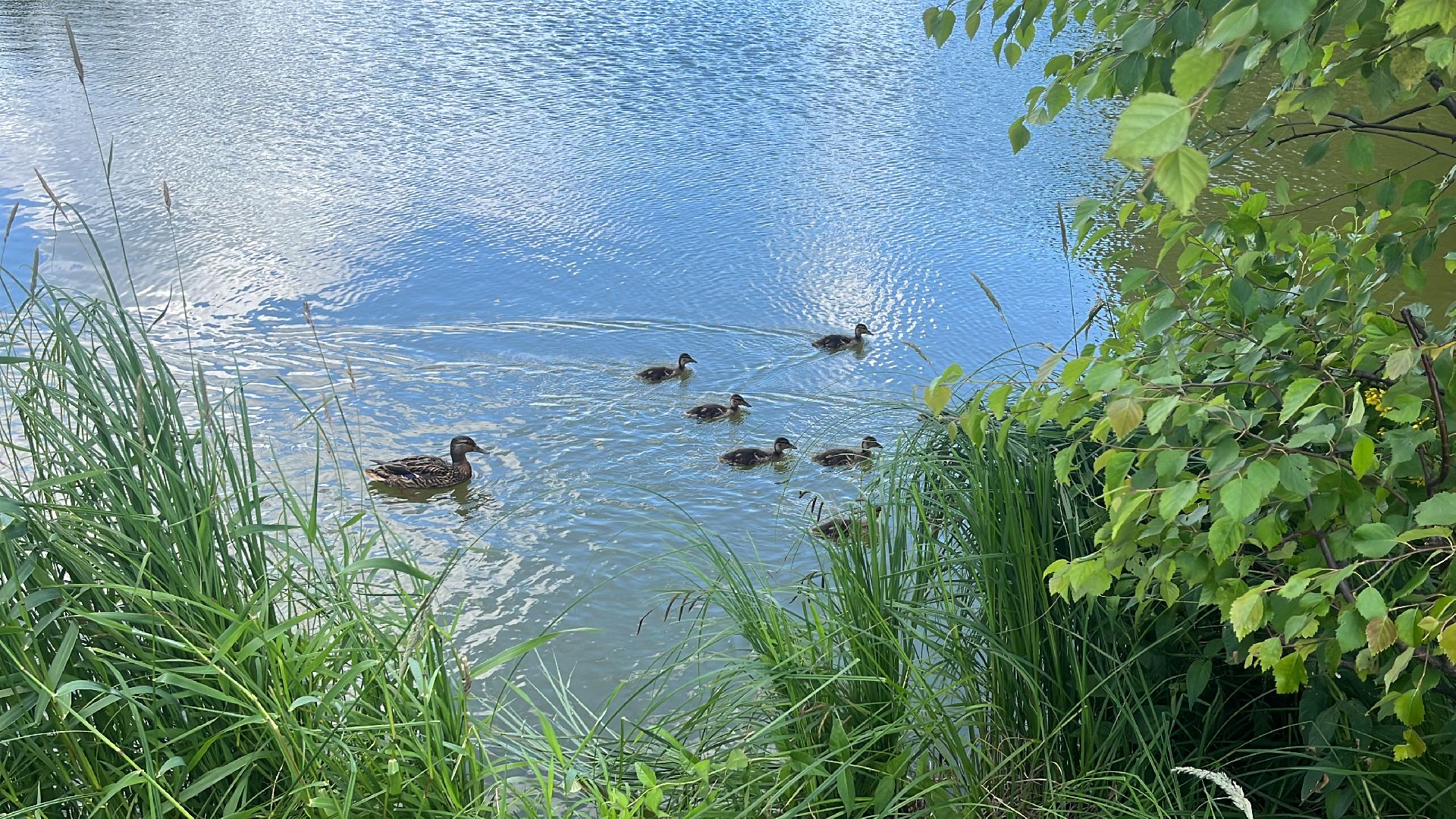 благоустройство, пруд, гагарин, лес, парк, лесопарк,
