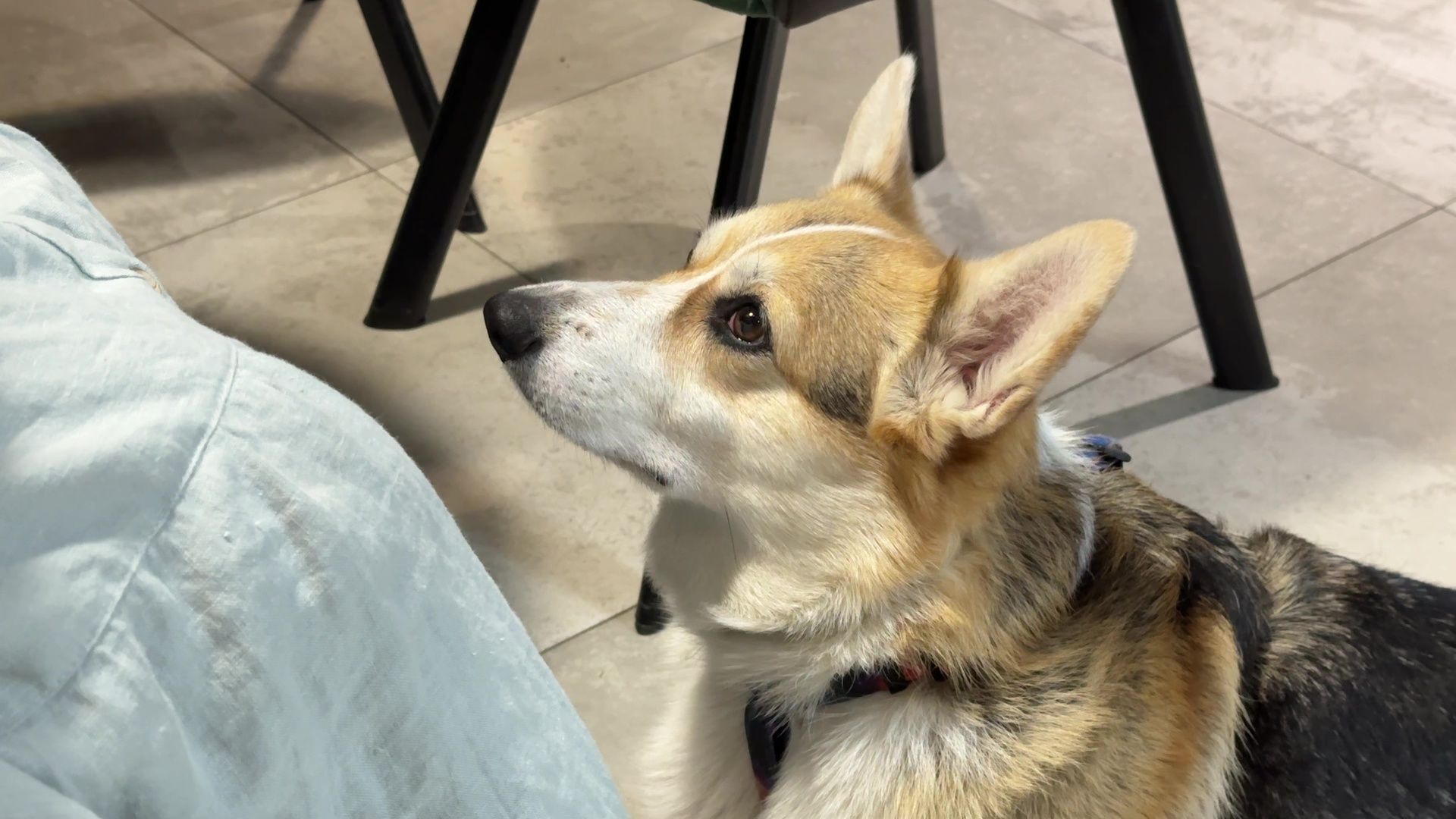 Реутов, петфренжди, дружелюбно к животным, еда, вода, кафе, кошечки, собачки,