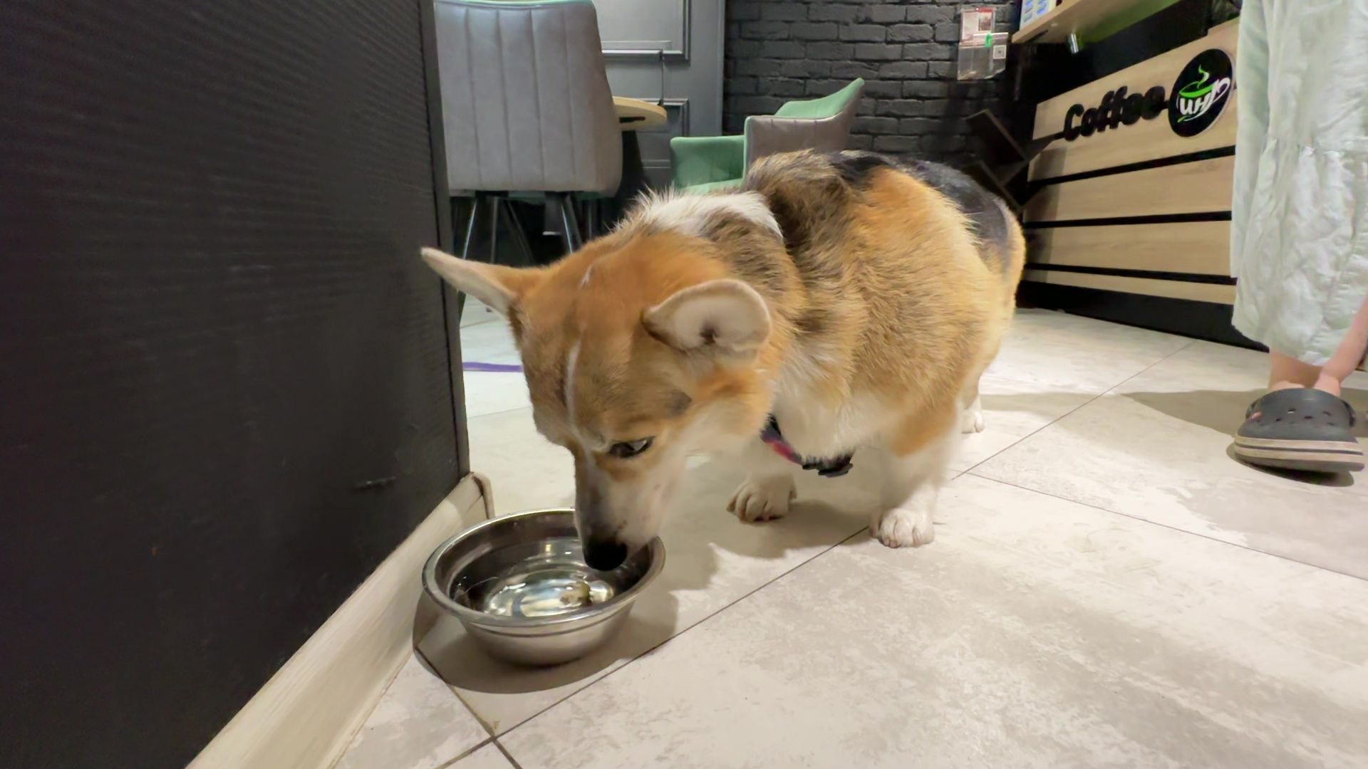 Реутов, петфренжди, дружелюбно к животным, еда, вода, кафе, кошечки, собачки,