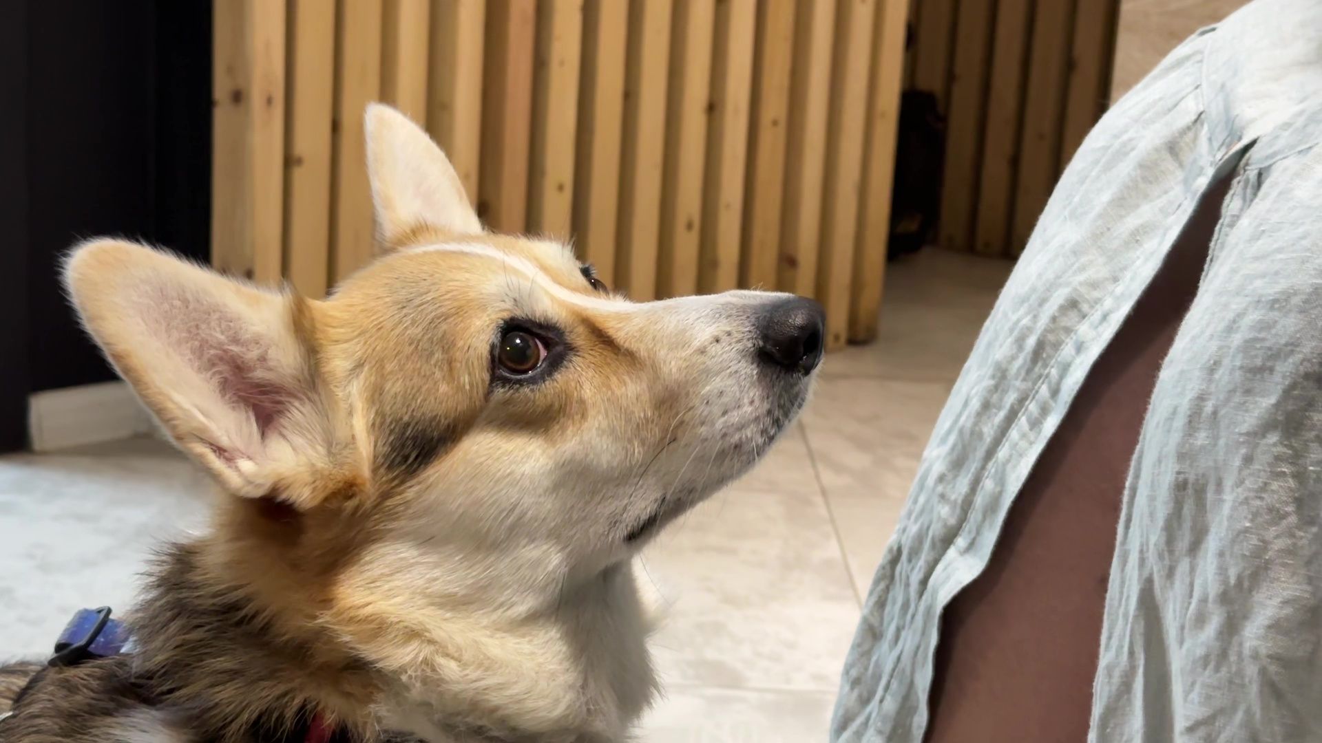 Реутов, петфренжди, дружелюбно к животным, еда, вода, кафе, кошечки, собачки,