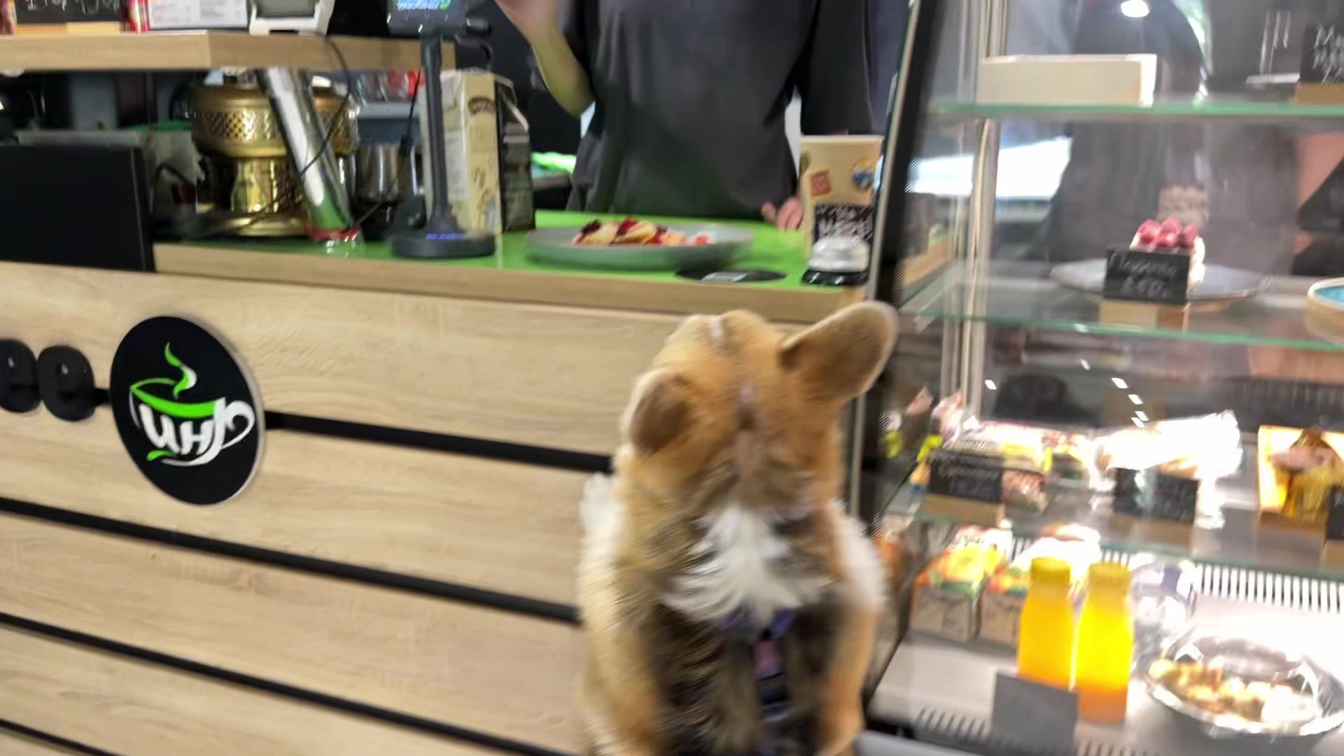 Реутов, петфренжди, дружелюбно к животным, еда, вода, кафе, кошечки, собачки,