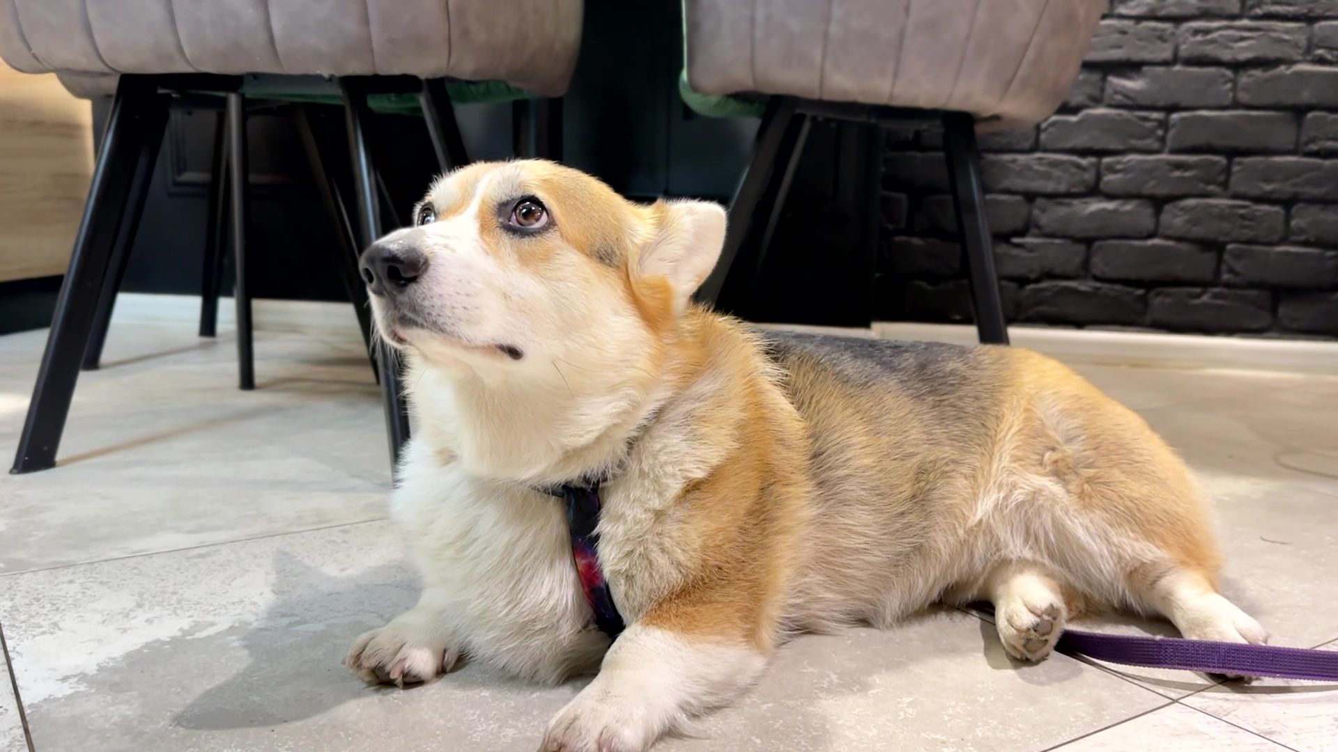 Реутов, петфренжди, дружелюбно к животным, еда, вода, кафе, кошечки, собачки,