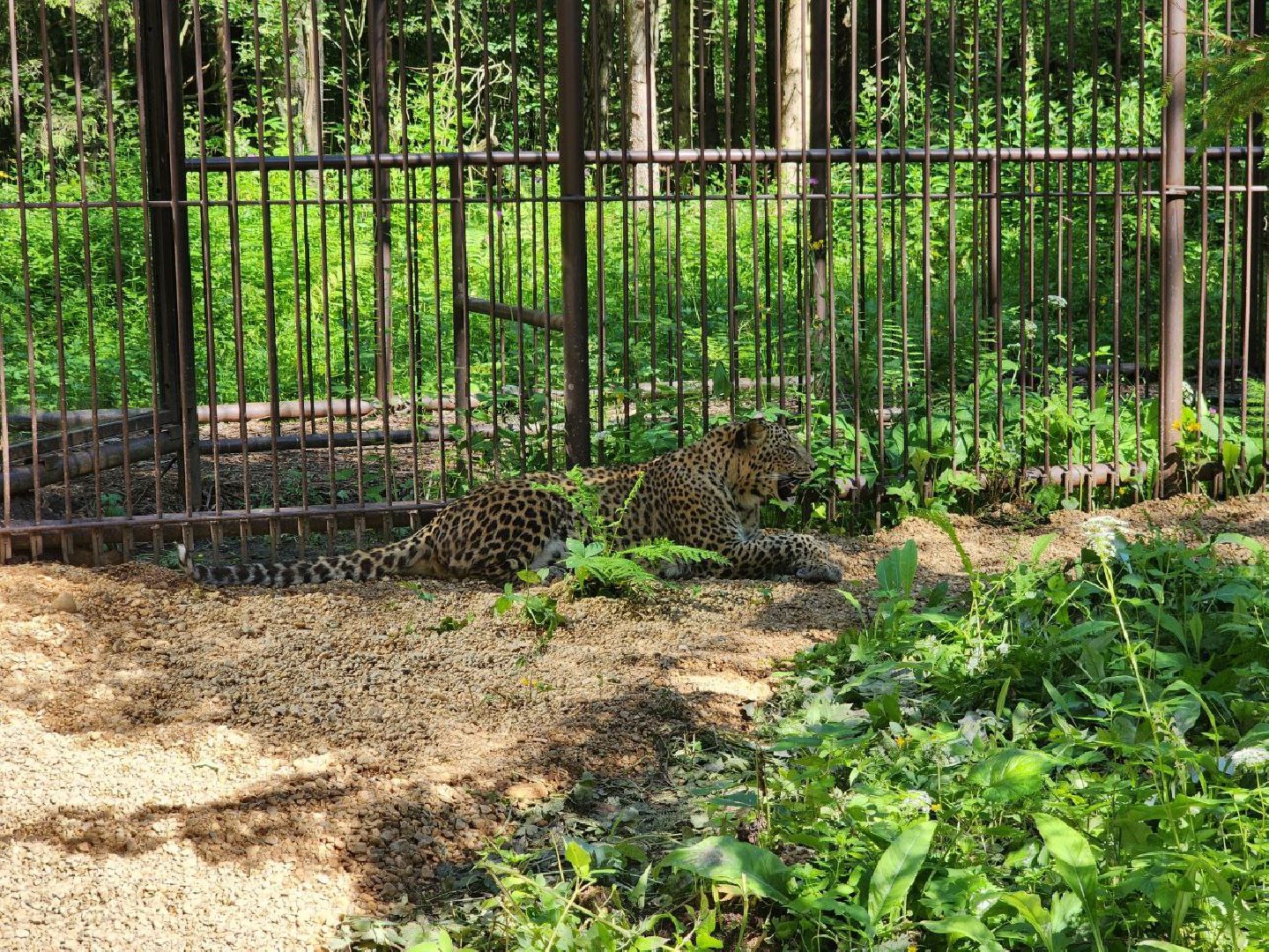 можайск, можайский городской округ, подмосковье, туризм, сафари-парк, парк тигров, тигры, львы, пума, леопард, хищные кошки, дикие животные,