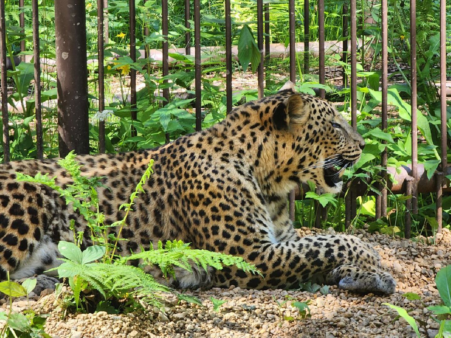 можайск, можайский городской округ, подмосковье, туризм, сафари-парк, парк тигров, тигры, львы, пума, леопард, хищные кошки, дикие животные,