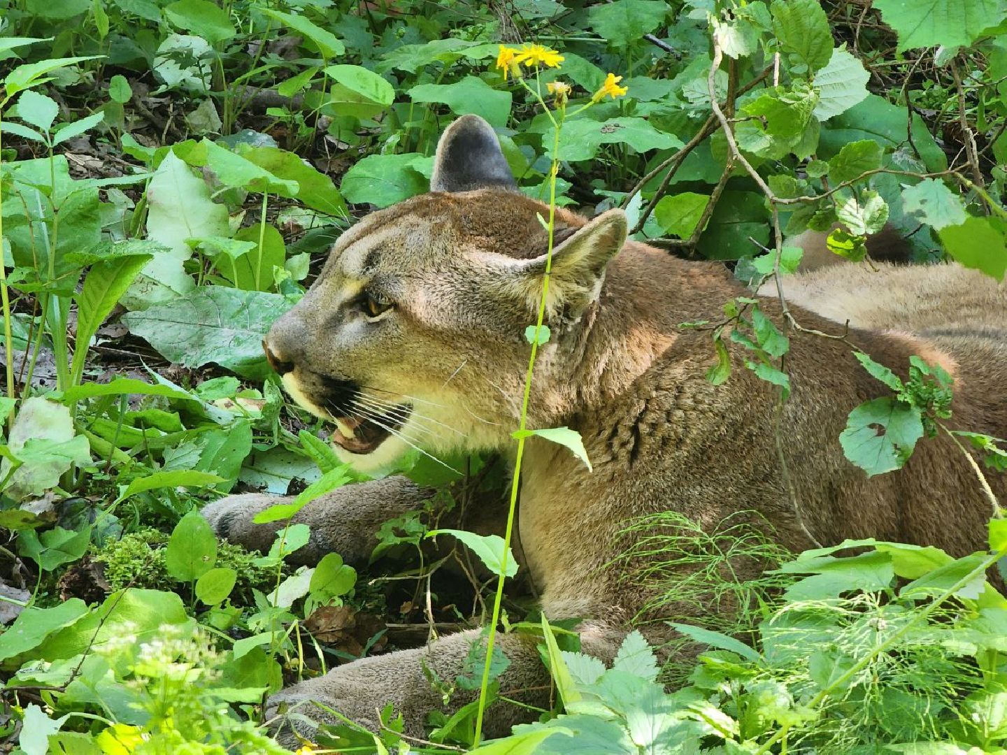 можайск, можайский городской округ, подмосковье, туризм, сафари-парк, парк тигров, тигры, львы, пума, леопард, хищные кошки, дикие животные,