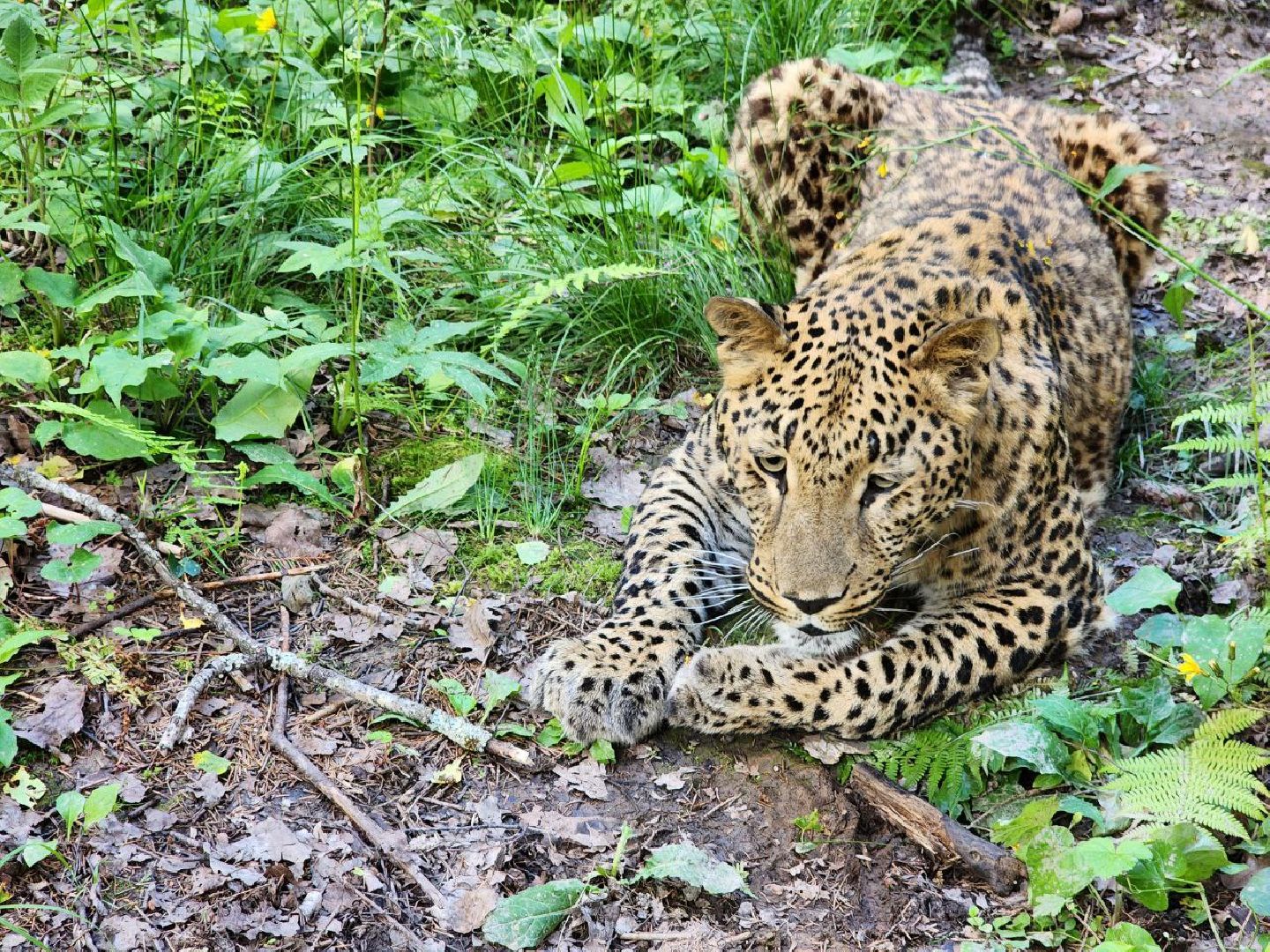 можайск, можайский городской округ, подмосковье, туризм, сафари-парк, парк тигров, тигры, львы, пума, леопард, хищные кошки, дикие животные,