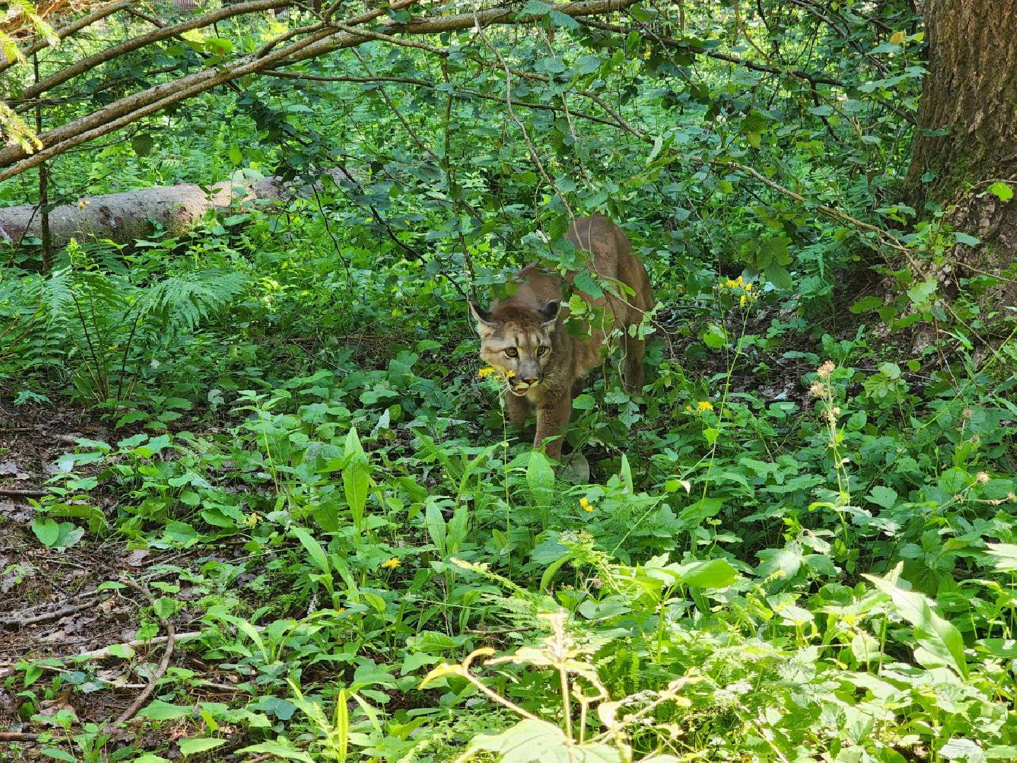 можайск, можайский городской округ, подмосковье, туризм, сафари-парк, парк тигров, тигры, львы, пума, леопард, хищные кошки, дикие животные,