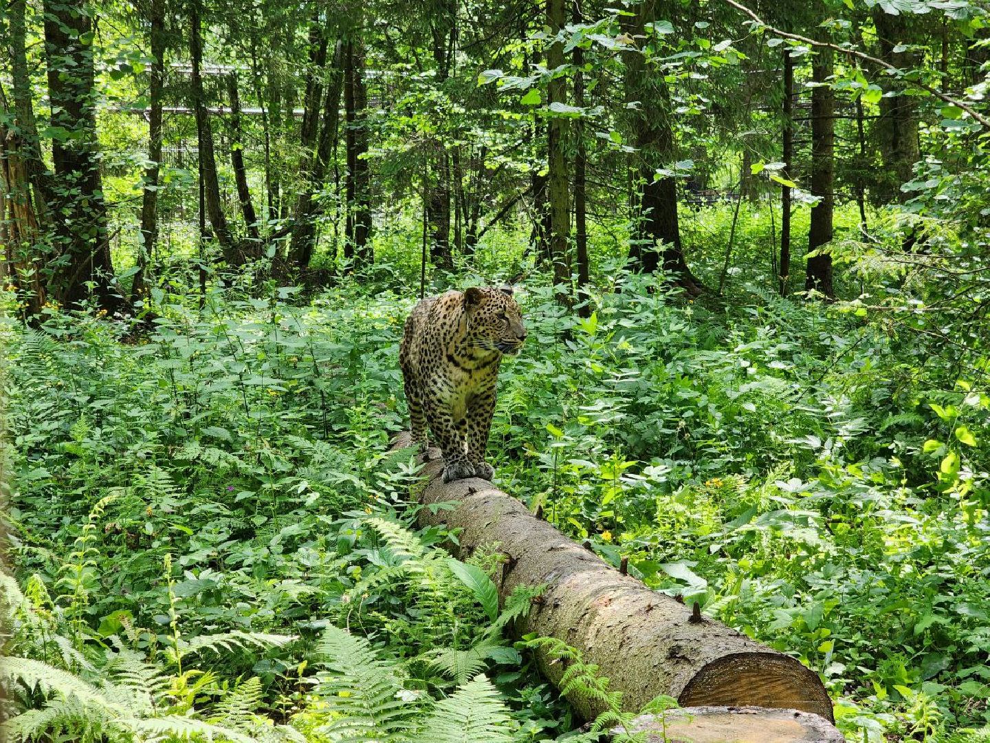 можайск, можайский городской округ, подмосковье, туризм, сафари-парк, парк тигров, тигры, львы, пума, леопард, хищные кошки, дикие животные,
