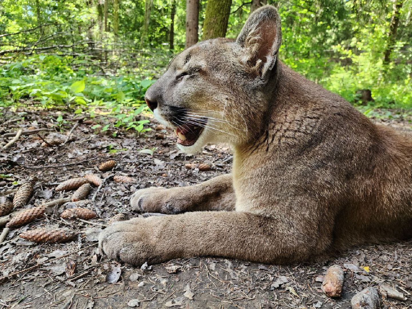 можайск, можайский городской округ, подмосковье, туризм, сафари-парк, парк тигров, тигры, львы, пума, леопард, хищные кошки, дикие животные,