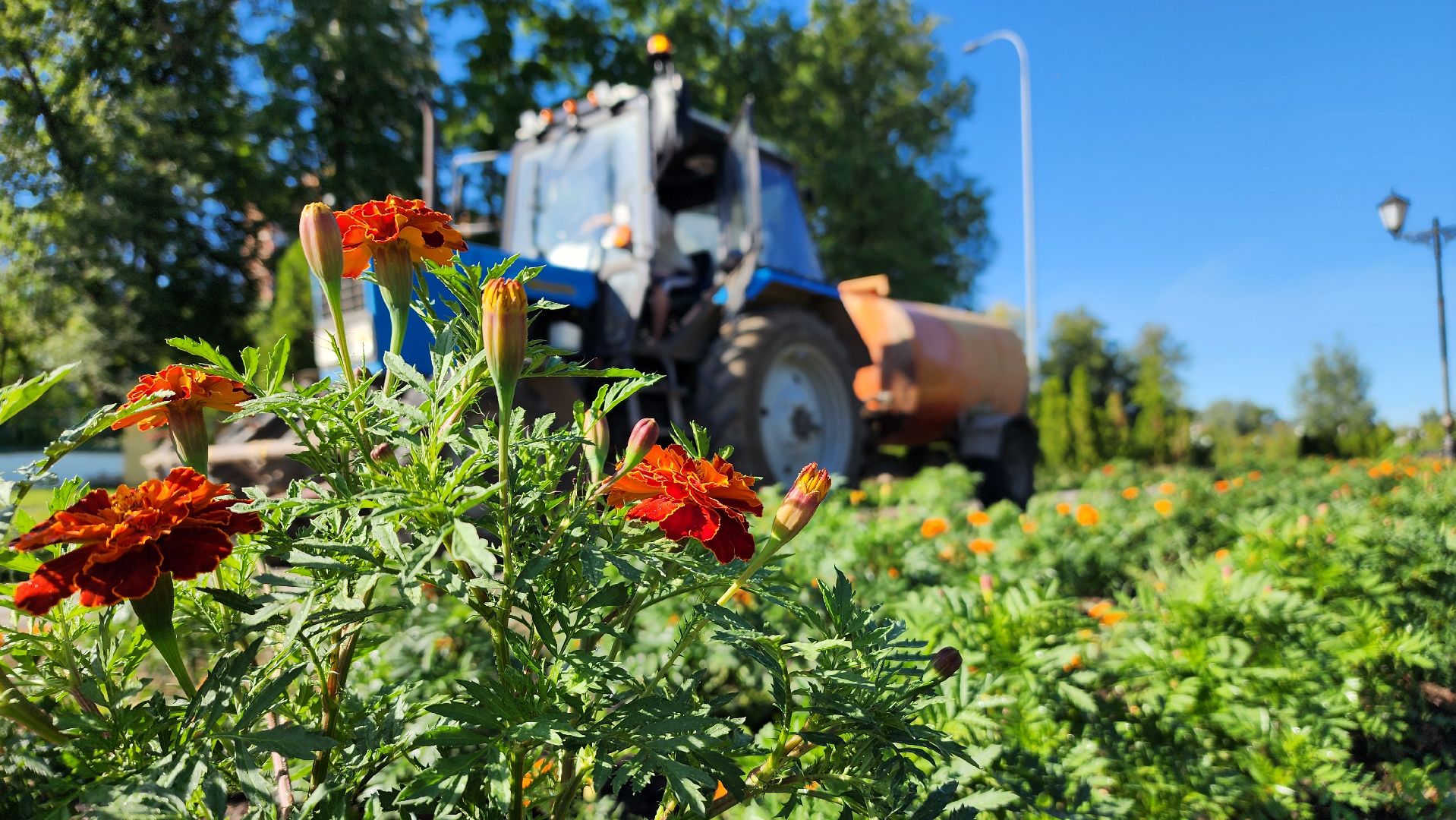благоустройство, клумбы, Лосино-Петровский,