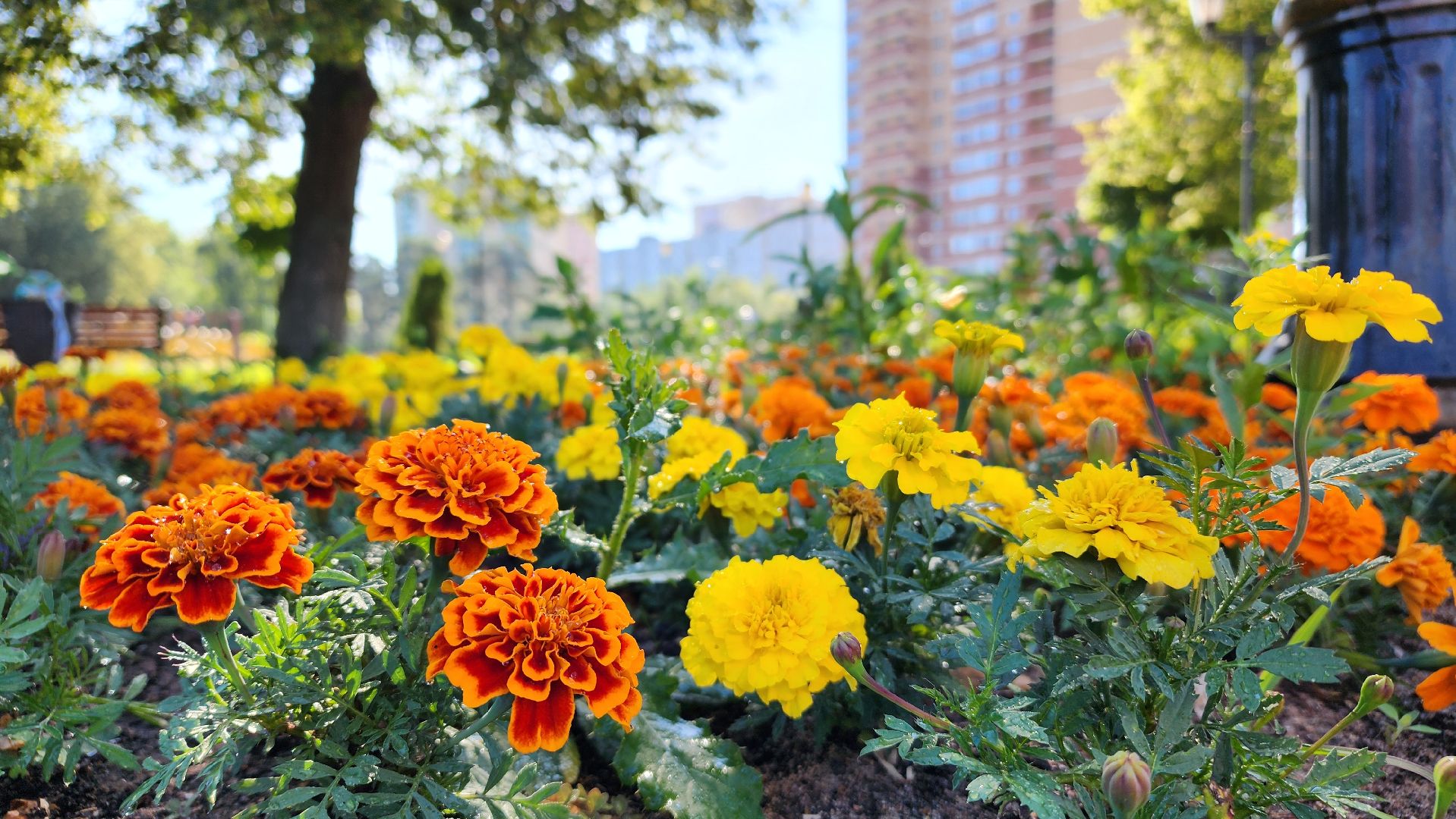 благоустройство, клумбы, Лосино-Петровский,