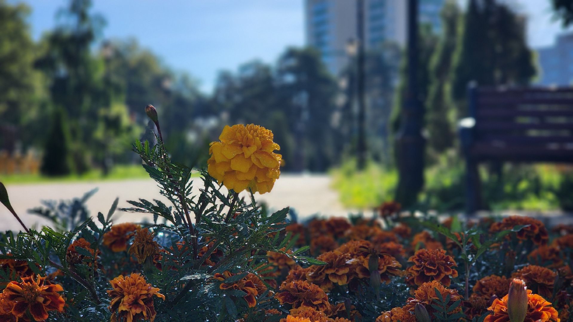 благоустройство, клумбы, Лосино-Петровский,