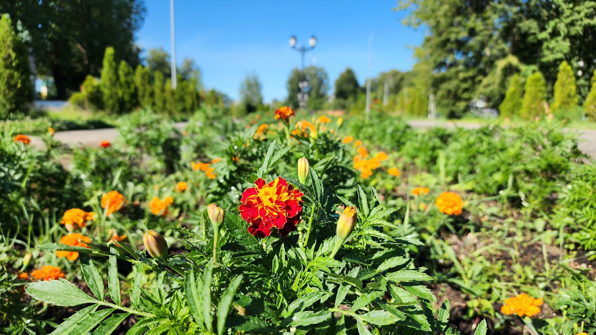 благоустройство, клумбы, Лосино-Петровский,