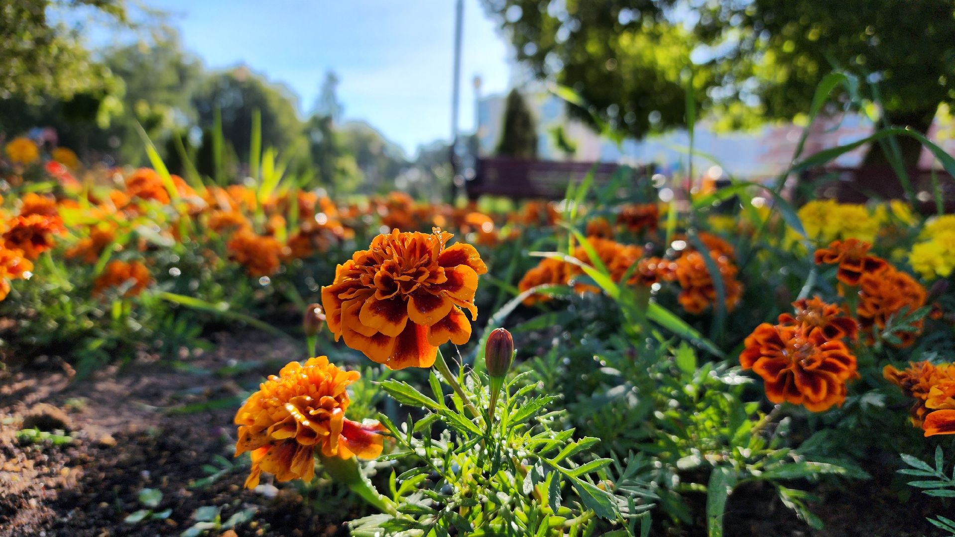 благоустройство, клумбы, Лосино-Петровский,
