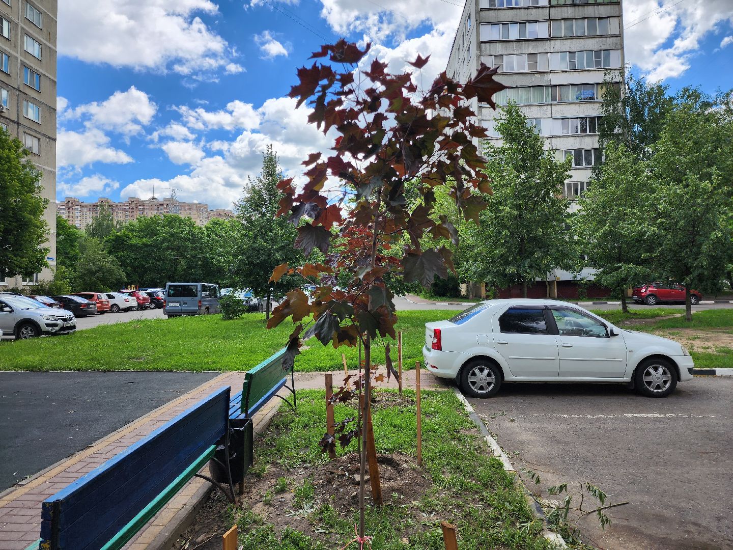 раменское, благоустройство, посадка деревьев, Левашова 31,