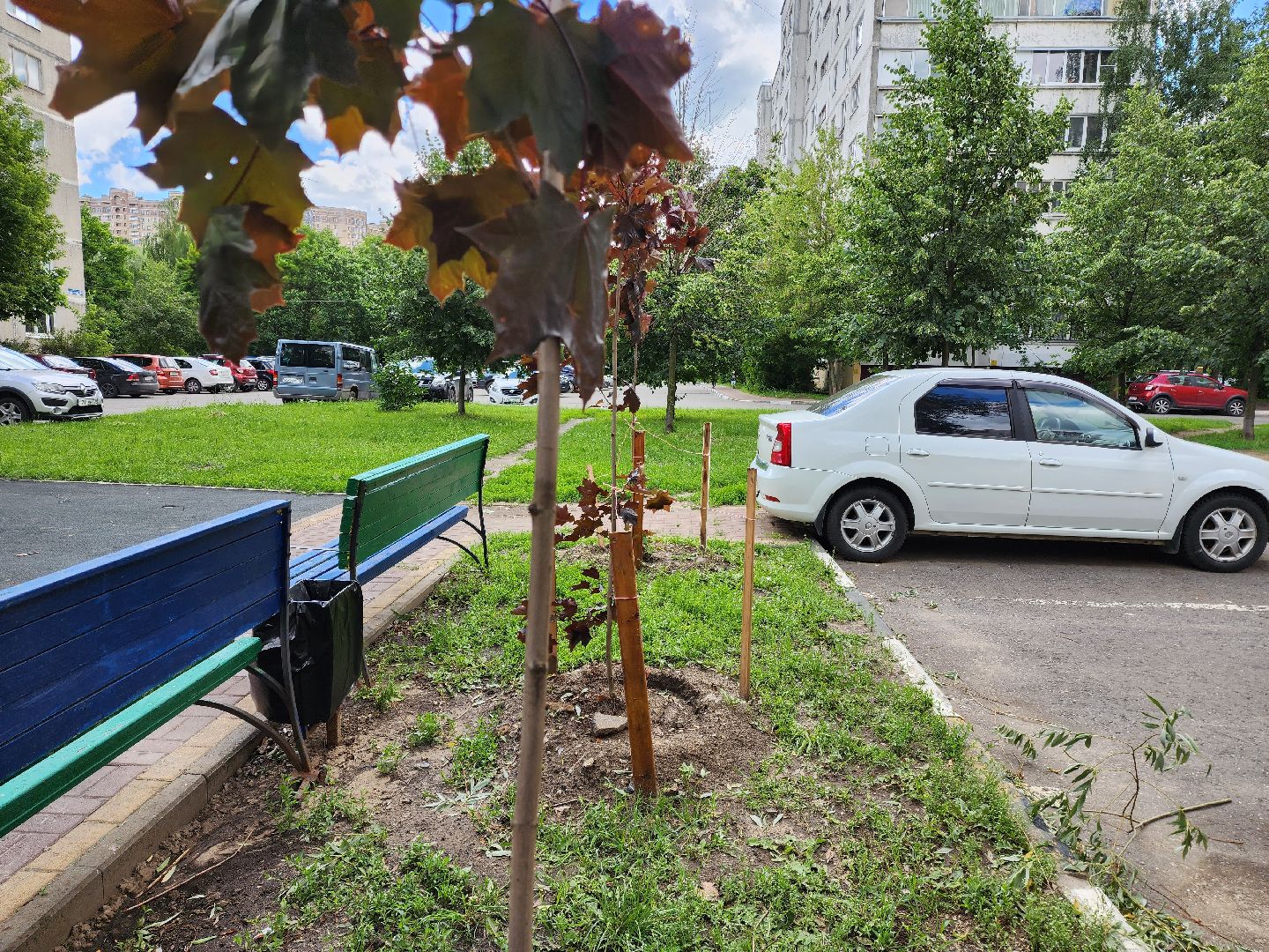 раменское, благоустройство, посадка деревьев, Левашова 31,