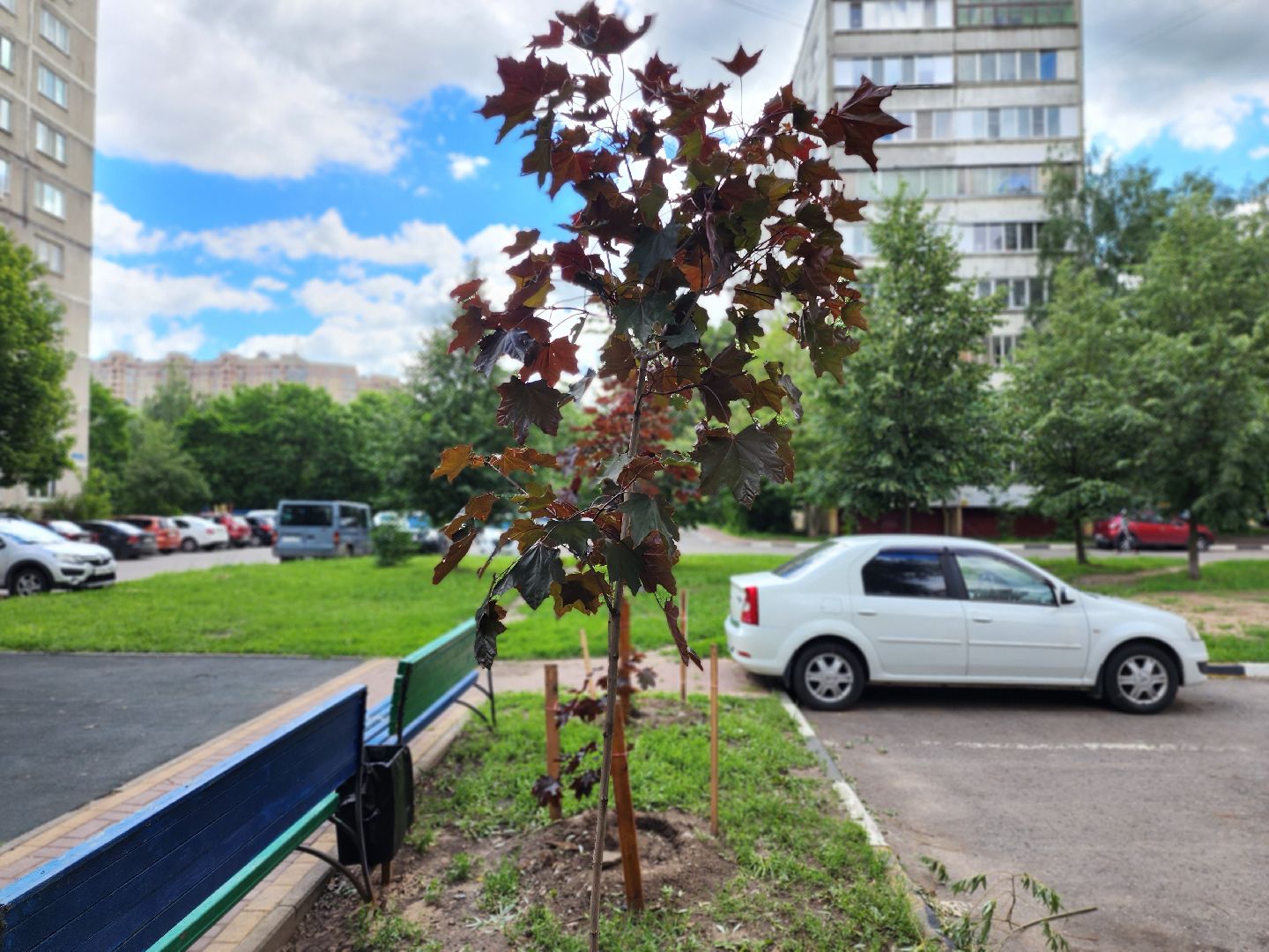 раменское, благоустройство, посадка деревьев, Левашова 31,