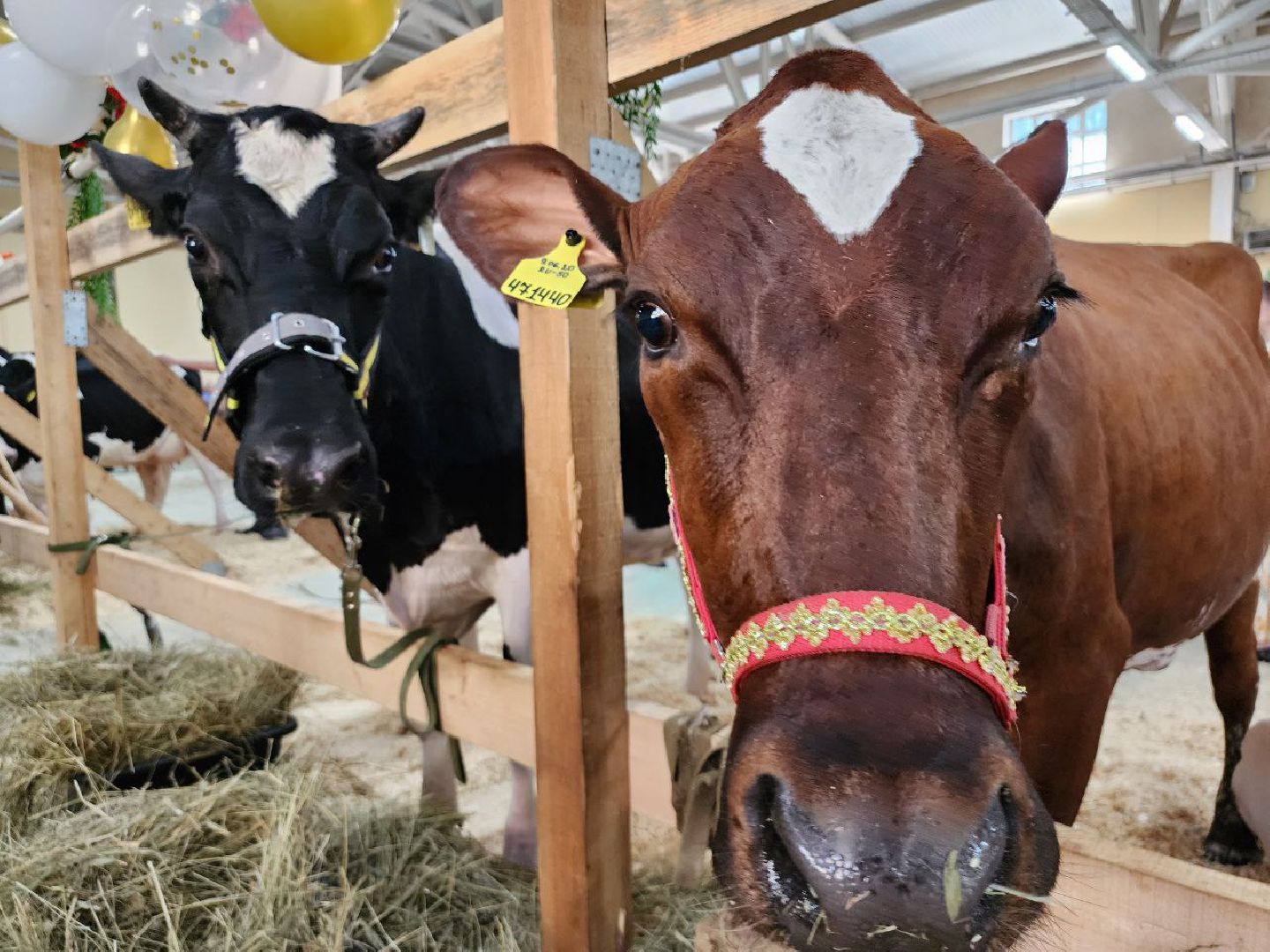 Племенные животные, сельское хозяйство, КСК Виват Россия, Деревня Орлово, Ленинский городской округ, Звезды Подмосковья - 2024,